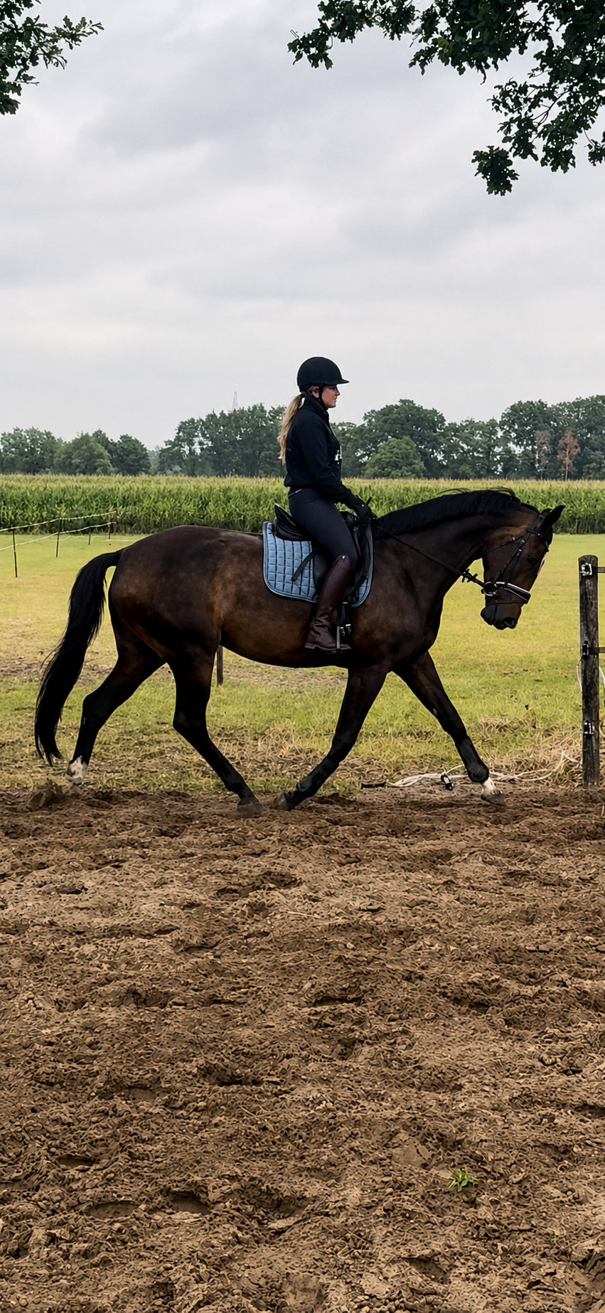 kwpn dressuurpaard merrie 5 lat donkerbruin na sprzedaż - Zdjęcie 3