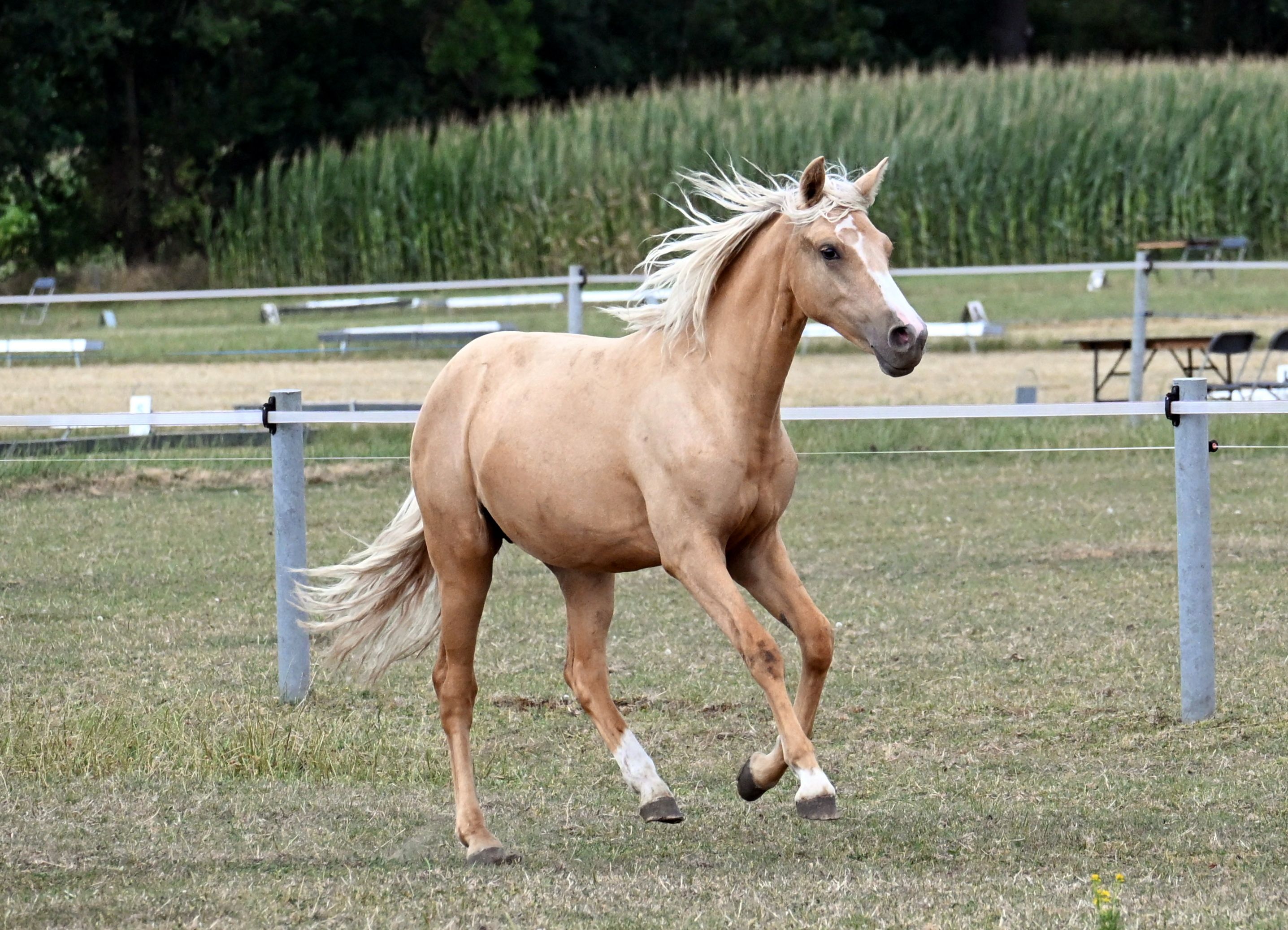 bwp allround-pony merrie 1 jaar palomino te koop - Foto 3