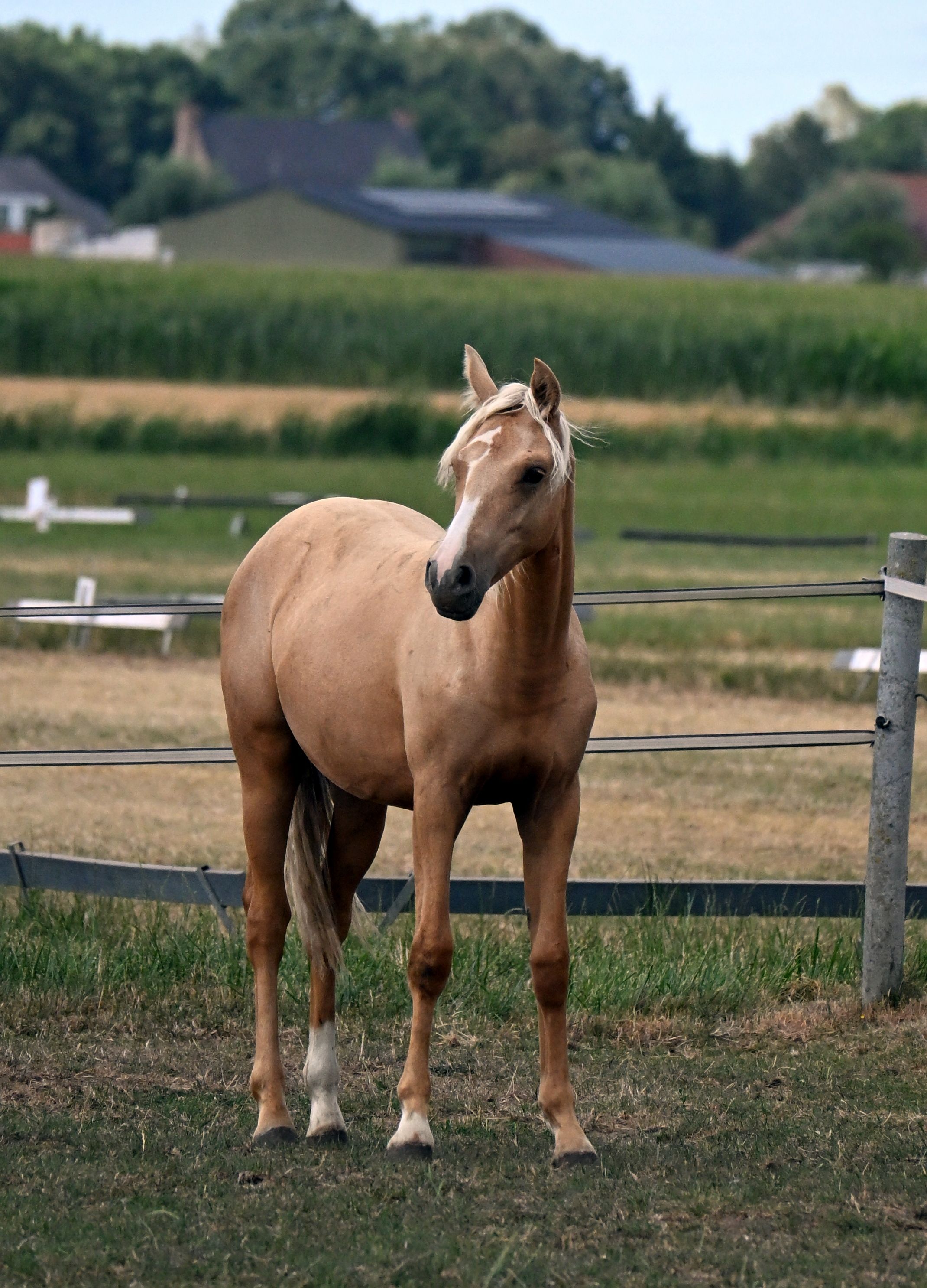 Toffe jaarling-merrie:  D-pony