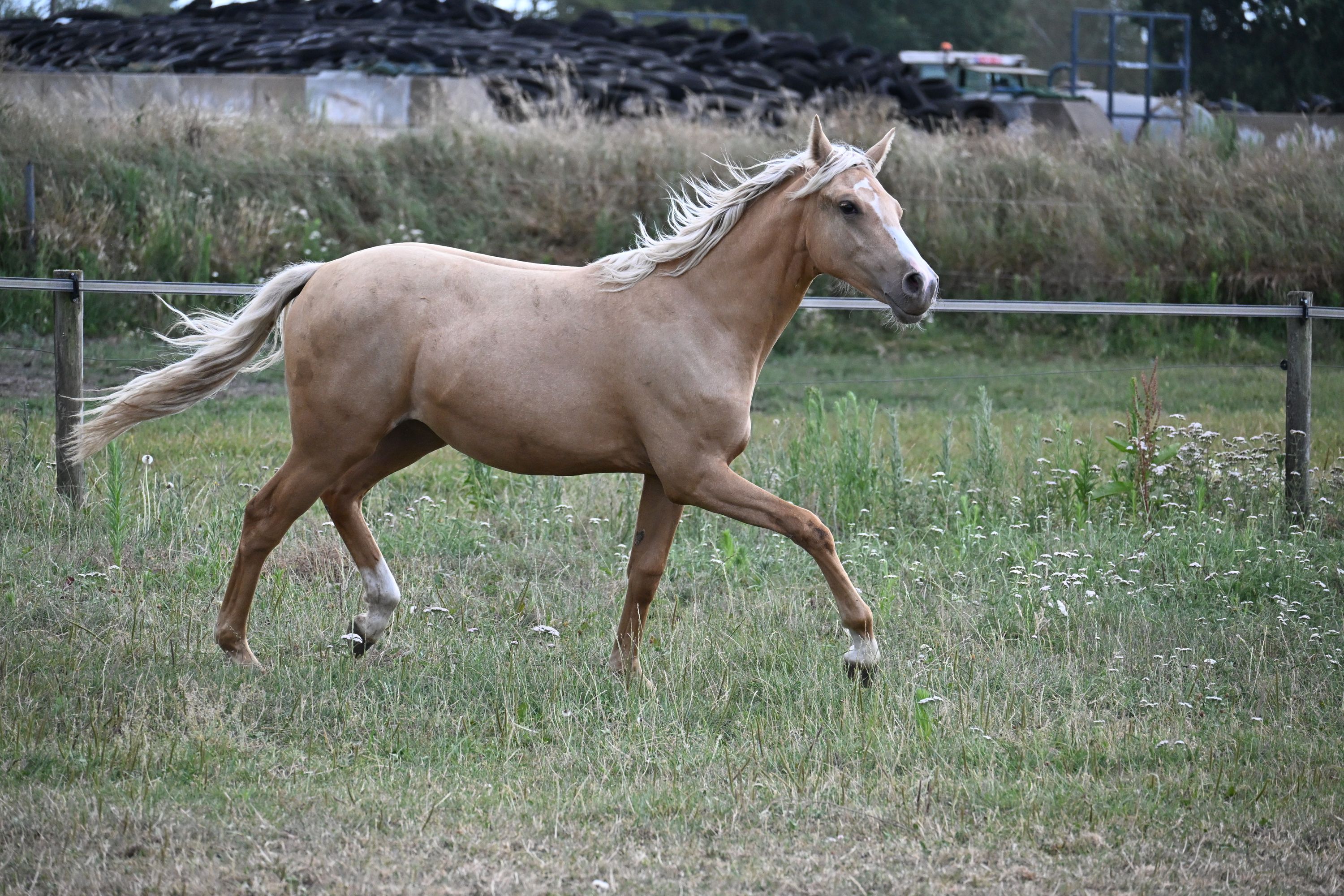 bwp allround-pony merrie 1 jaar palomino te koop - Foto 2