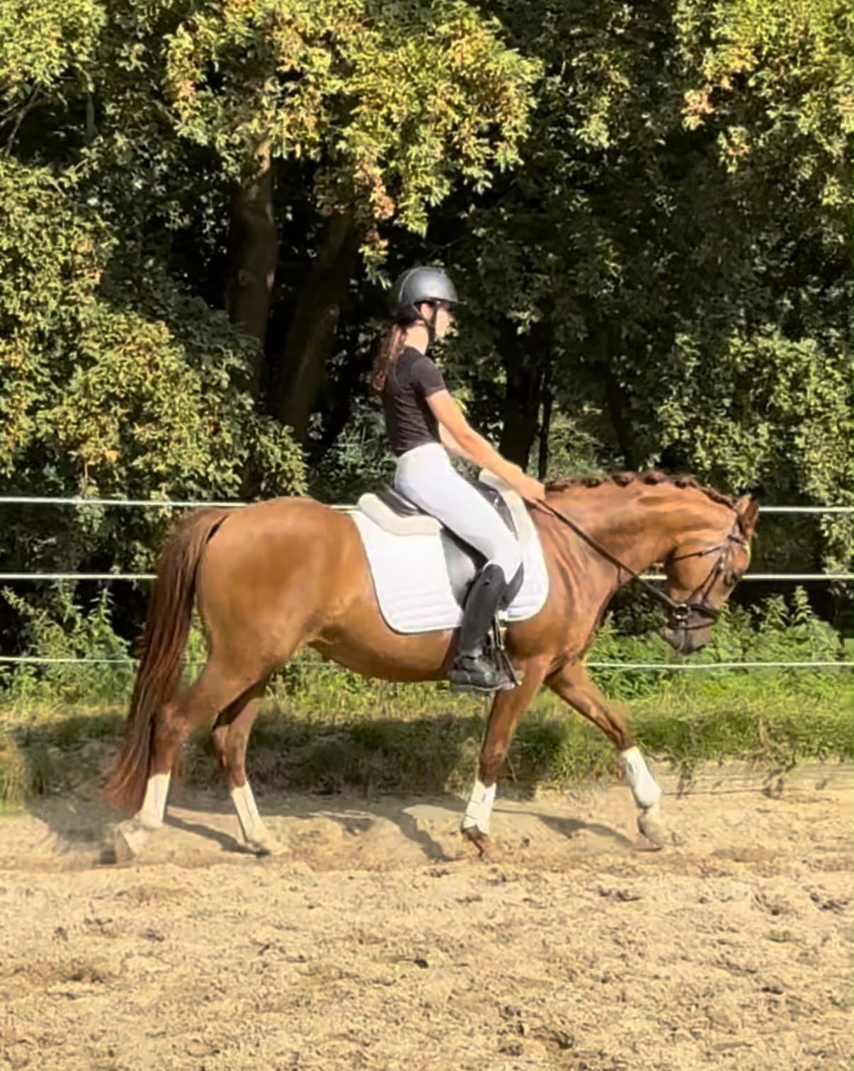 nrps dressuurpony merrie 3 jaar vos te koop - Foto 4