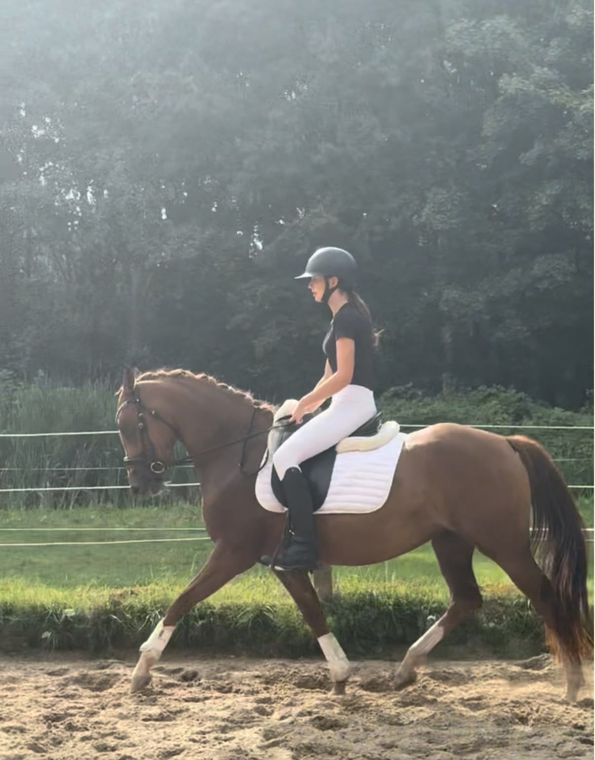 nrps dressuurpony merrie 3 jaar vos te koop - Foto 2