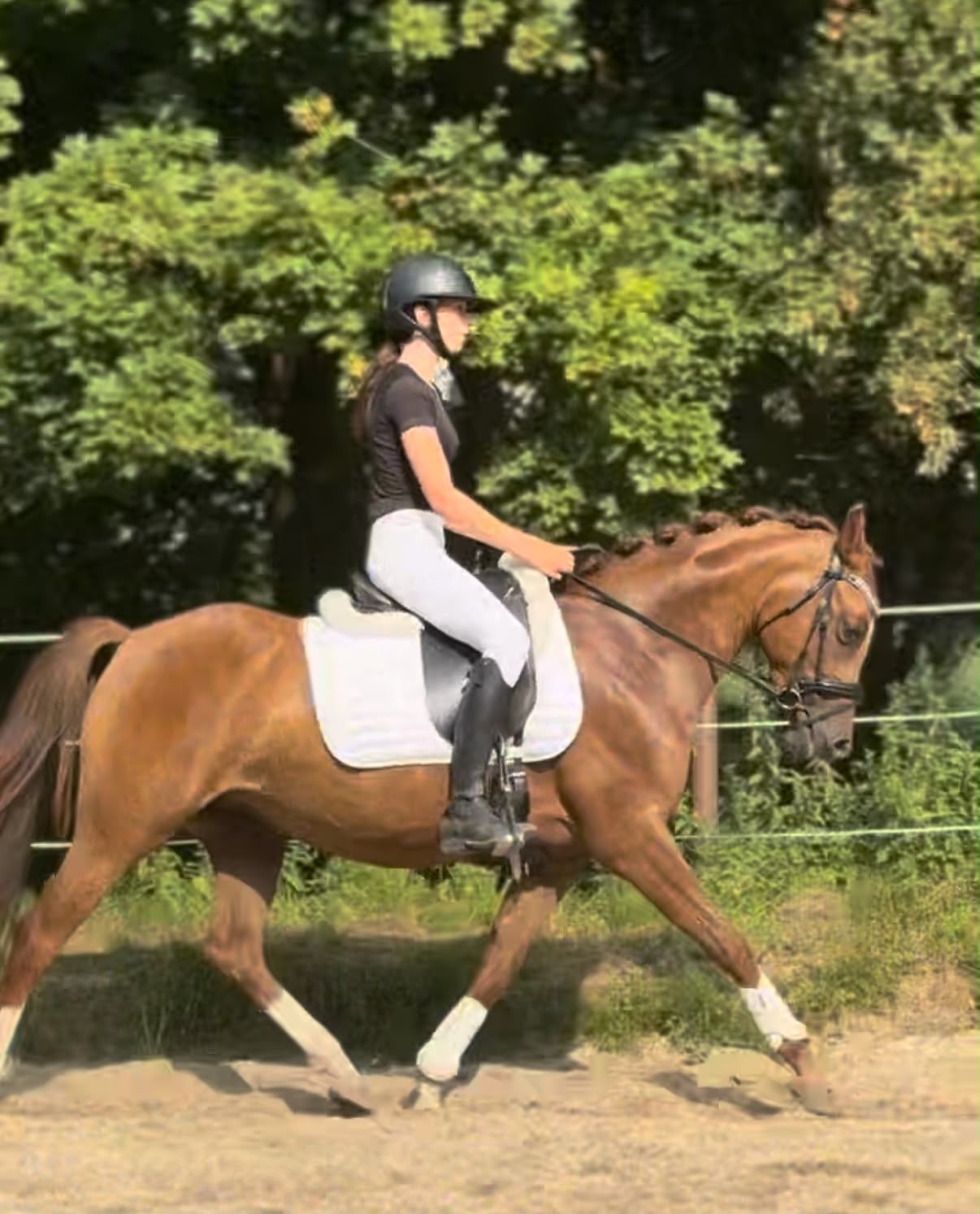 nrps dressuurpony merrie 3 jaar vos te koop - Foto 3