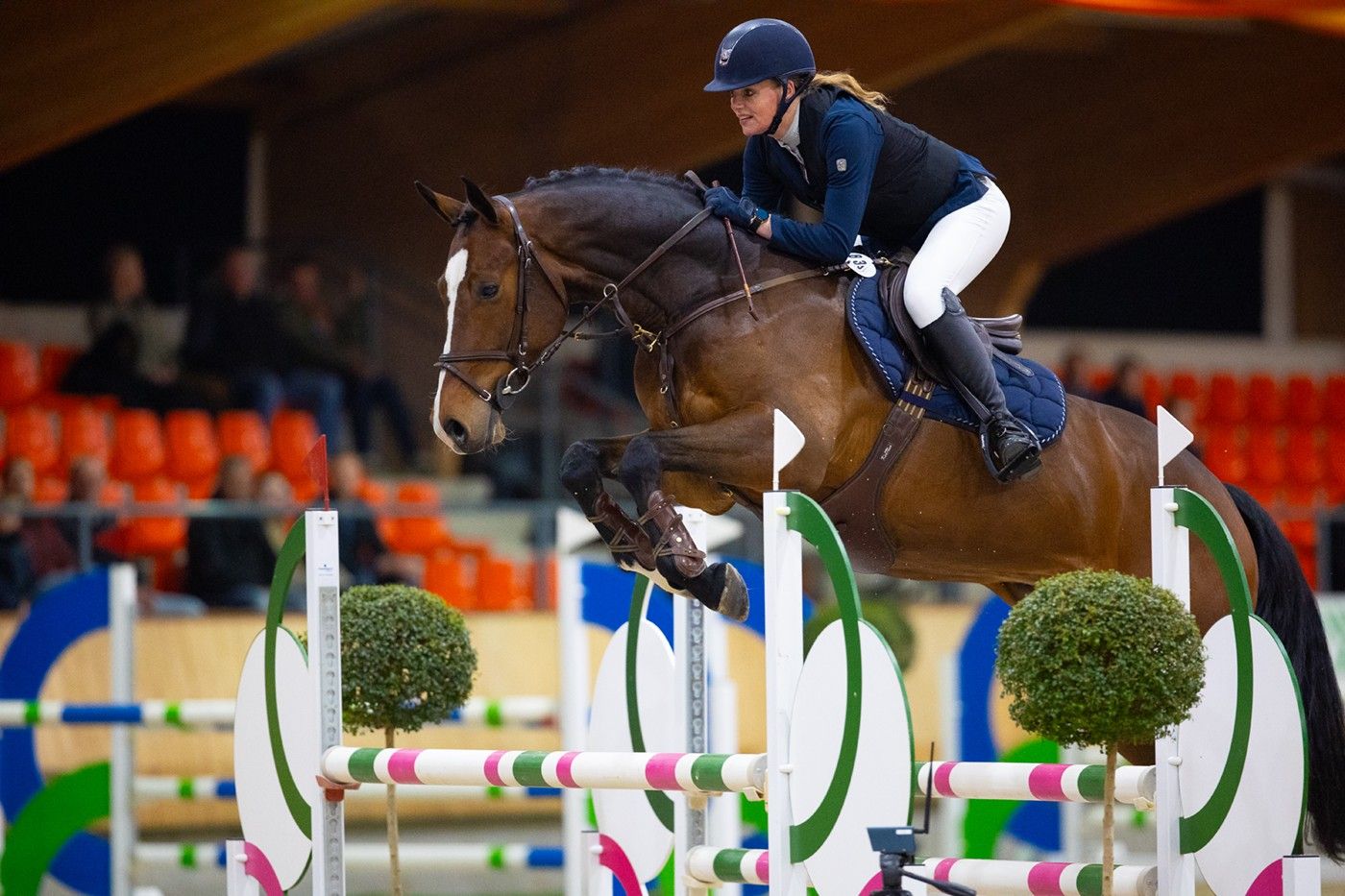 kwpn springpaard ruin 7 jaar bruin te koop - Foto 2