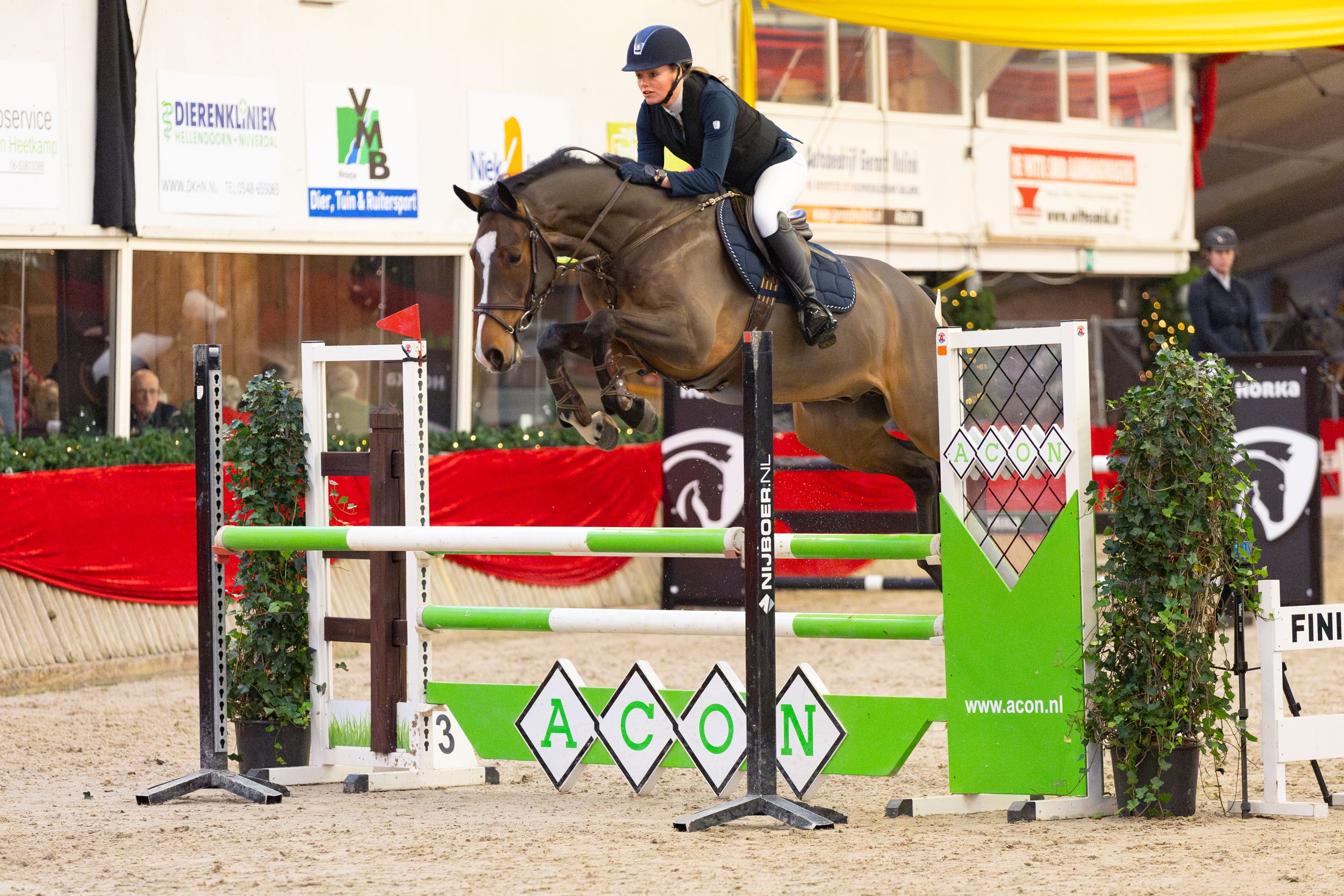 kwpn springpaard ruin 7 jaar bruin te koop - Foto 3