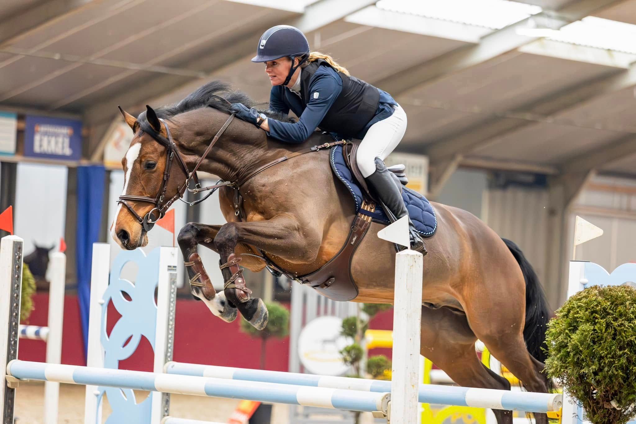 kwpn springpaard ruin 7 jaar bruin te koop - Foto 4