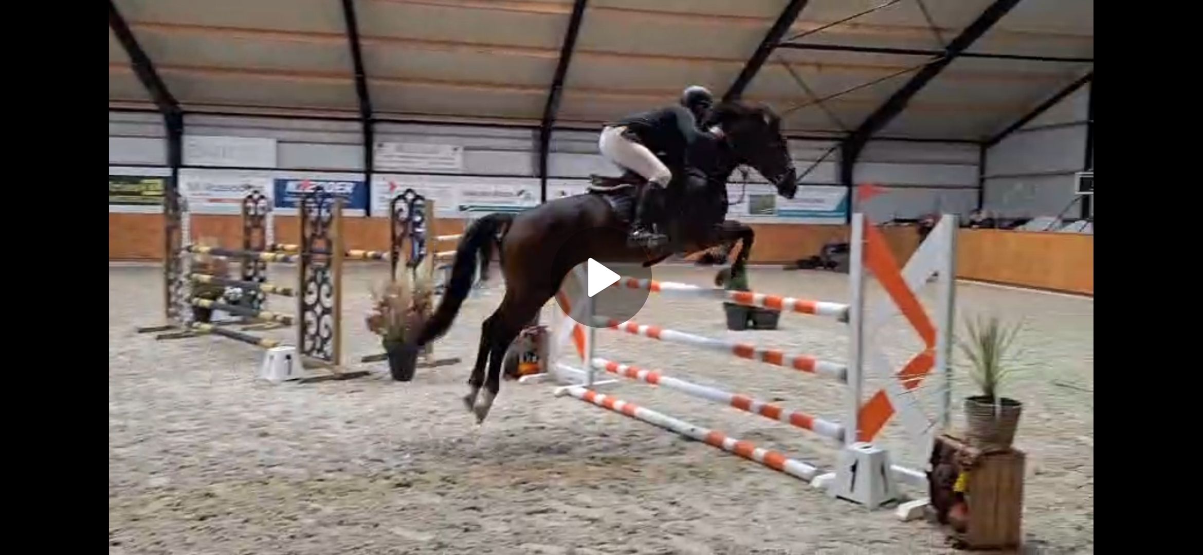 Showjumper Otarina PS (Bamako De Muze x numero uno)