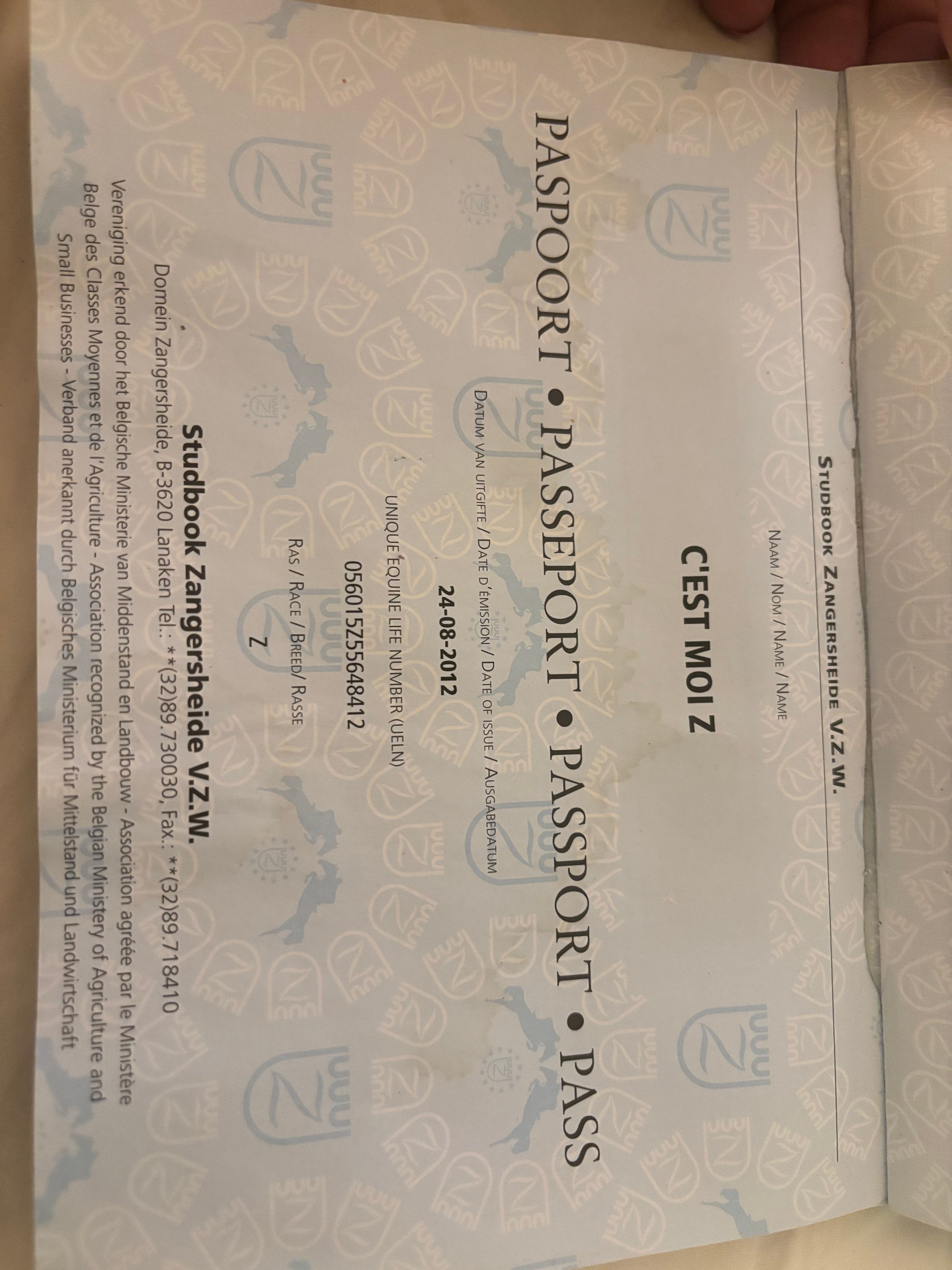 zangersheide springpaard merrie 14 jaar donkerbruin te koop - Foto 3