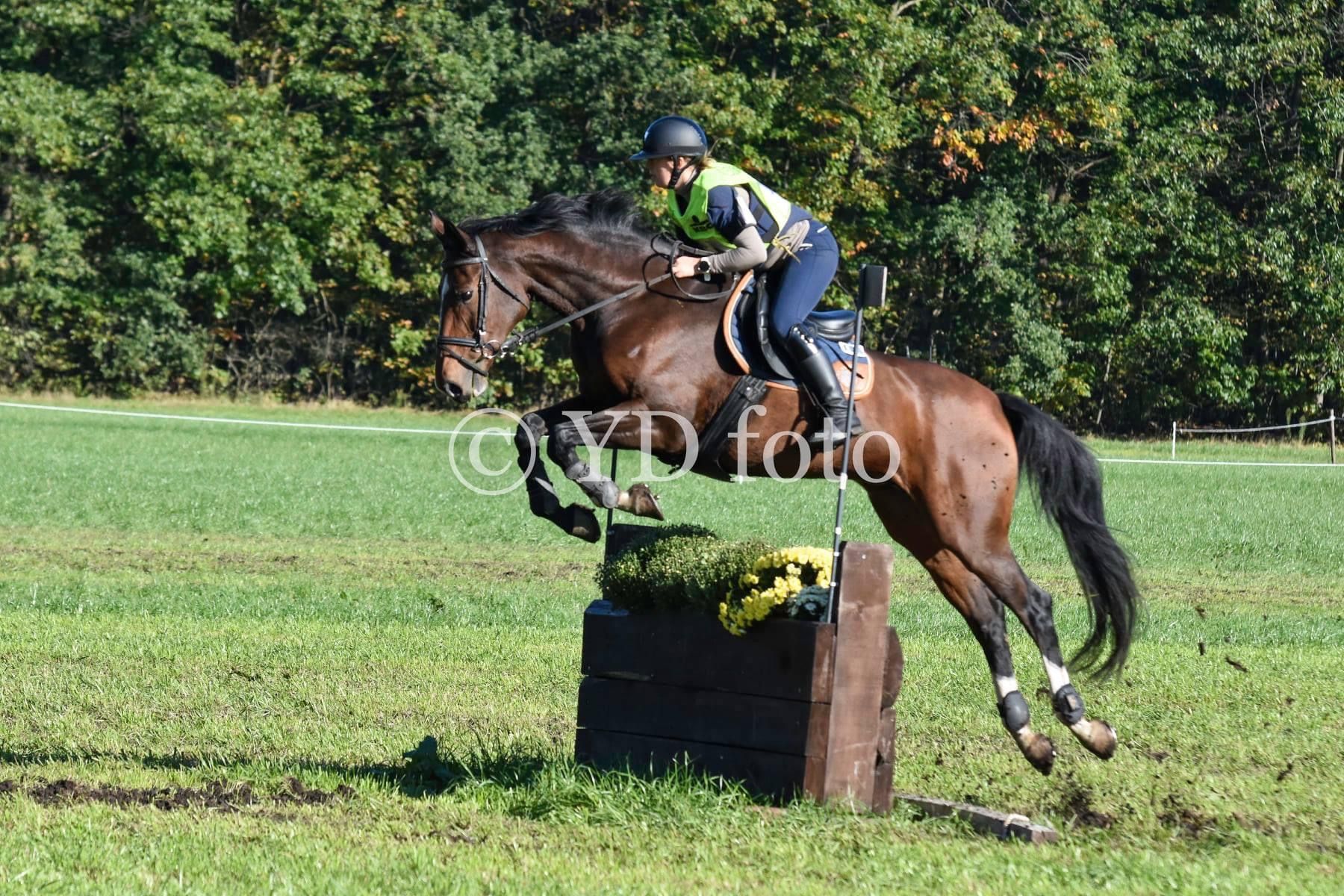 zangersheide springpaard merrie 14 jaar donkerbruin te koop - Foto 6