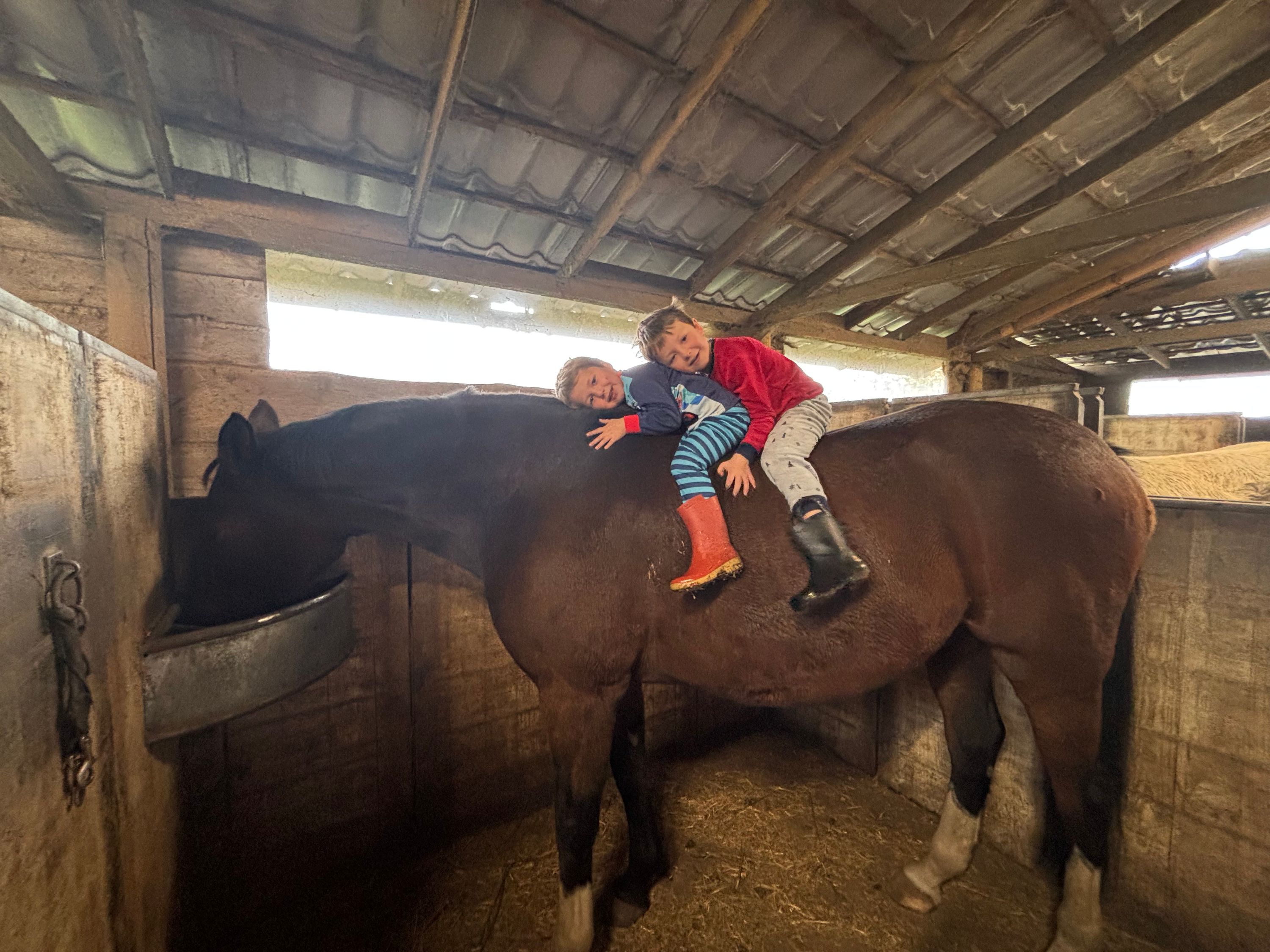 zangersheide springpaard merrie 14 jaar donkerbruin te koop - Foto 4