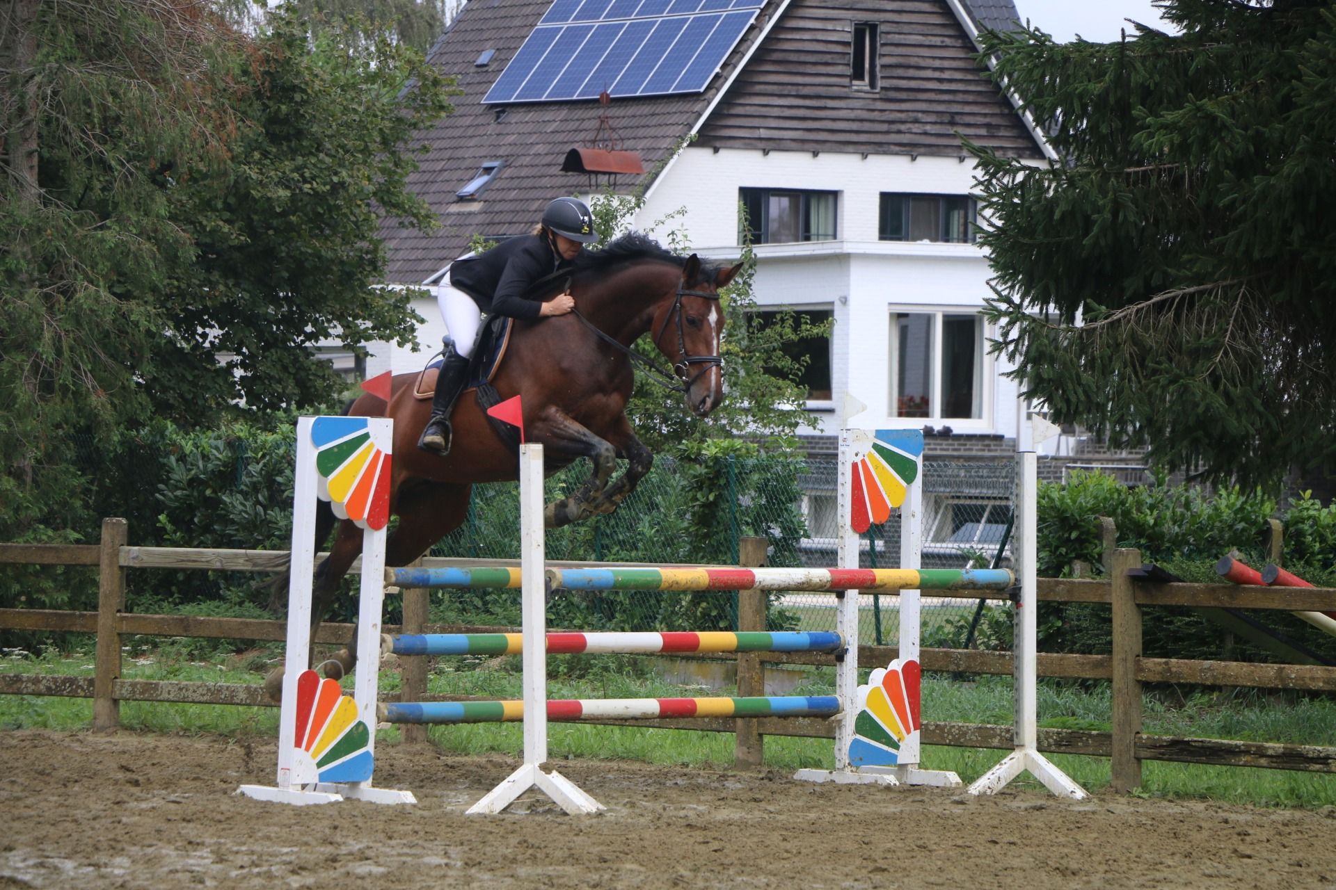 Te koop: C’est Moi Z — 14-jarige Zangersheide-merrie met sterke stamboom