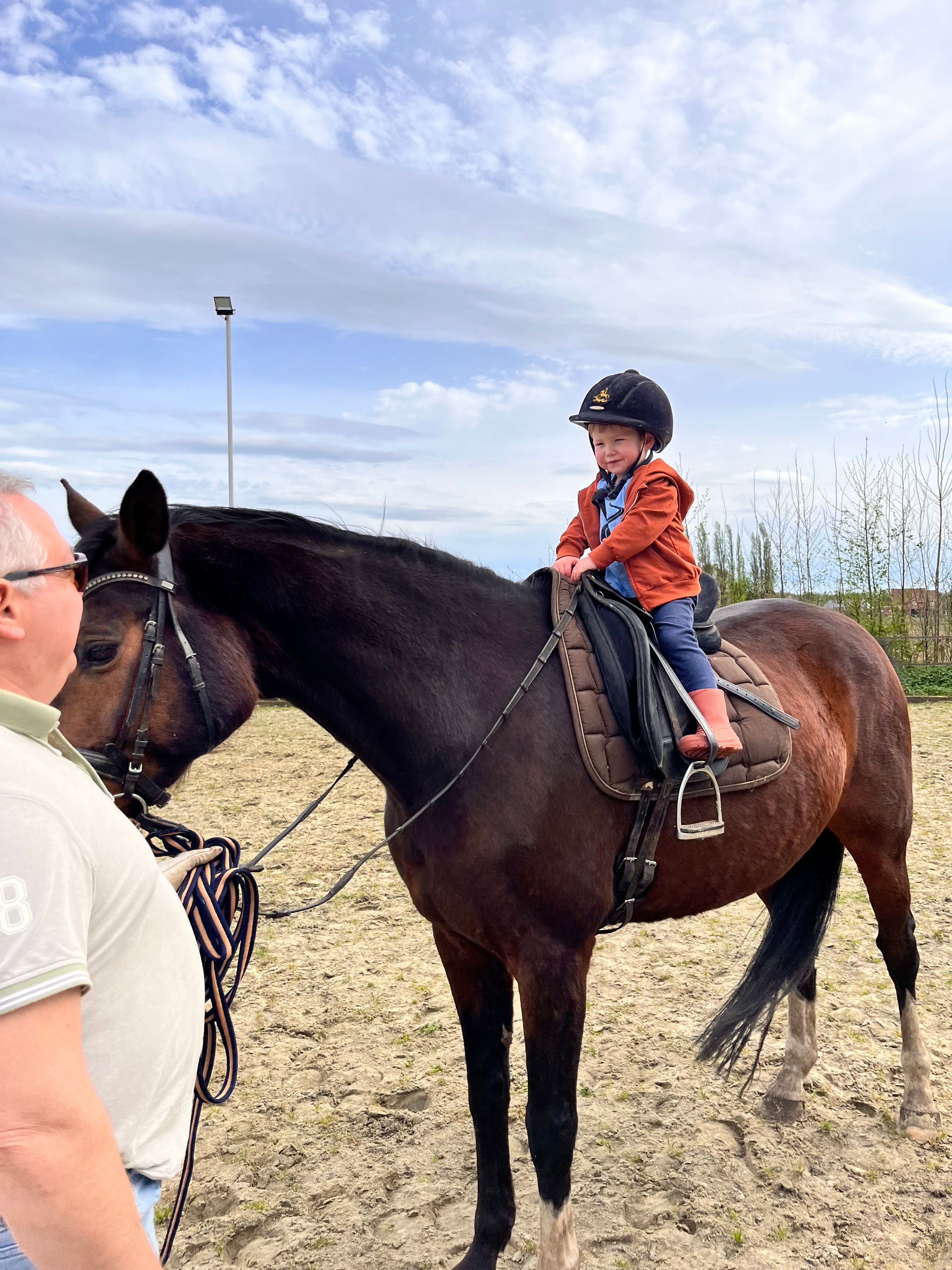 zangersheide springpaard merrie 14 jaar donkerbruin te koop - Foto 5
