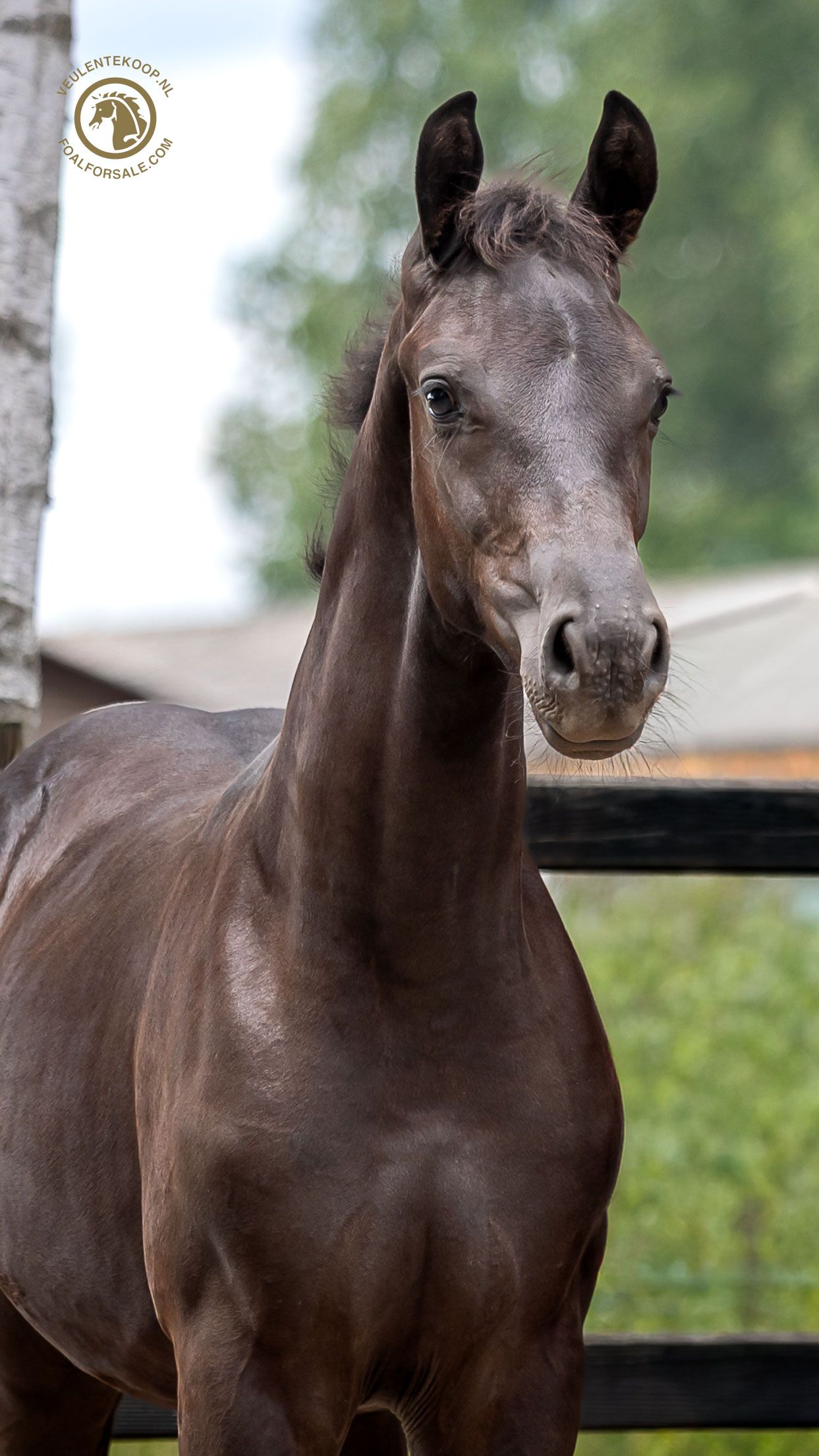 kwpn dressuurpaard hengst 0 jaar zwart te koop - Foto 4