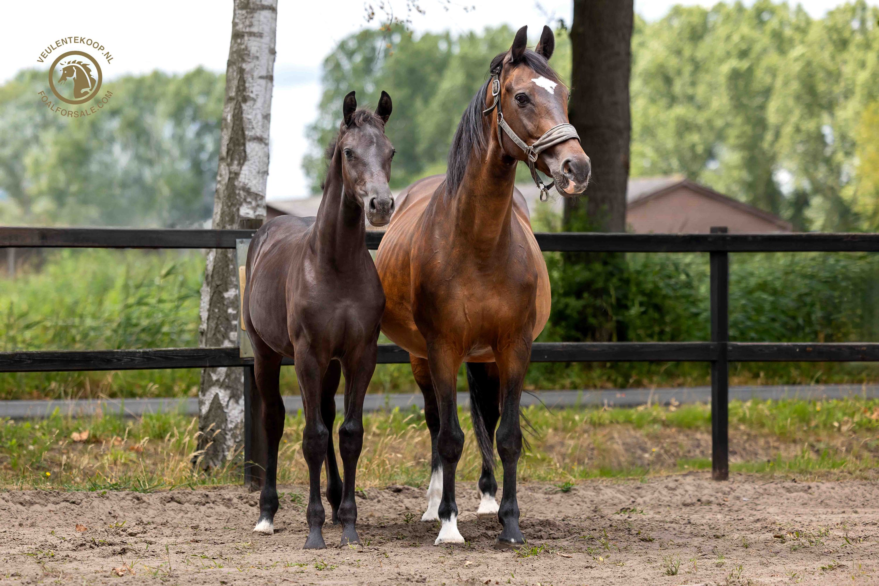 kwpn dressuurpaard hengst 0 jaar zwart te koop - Foto 5