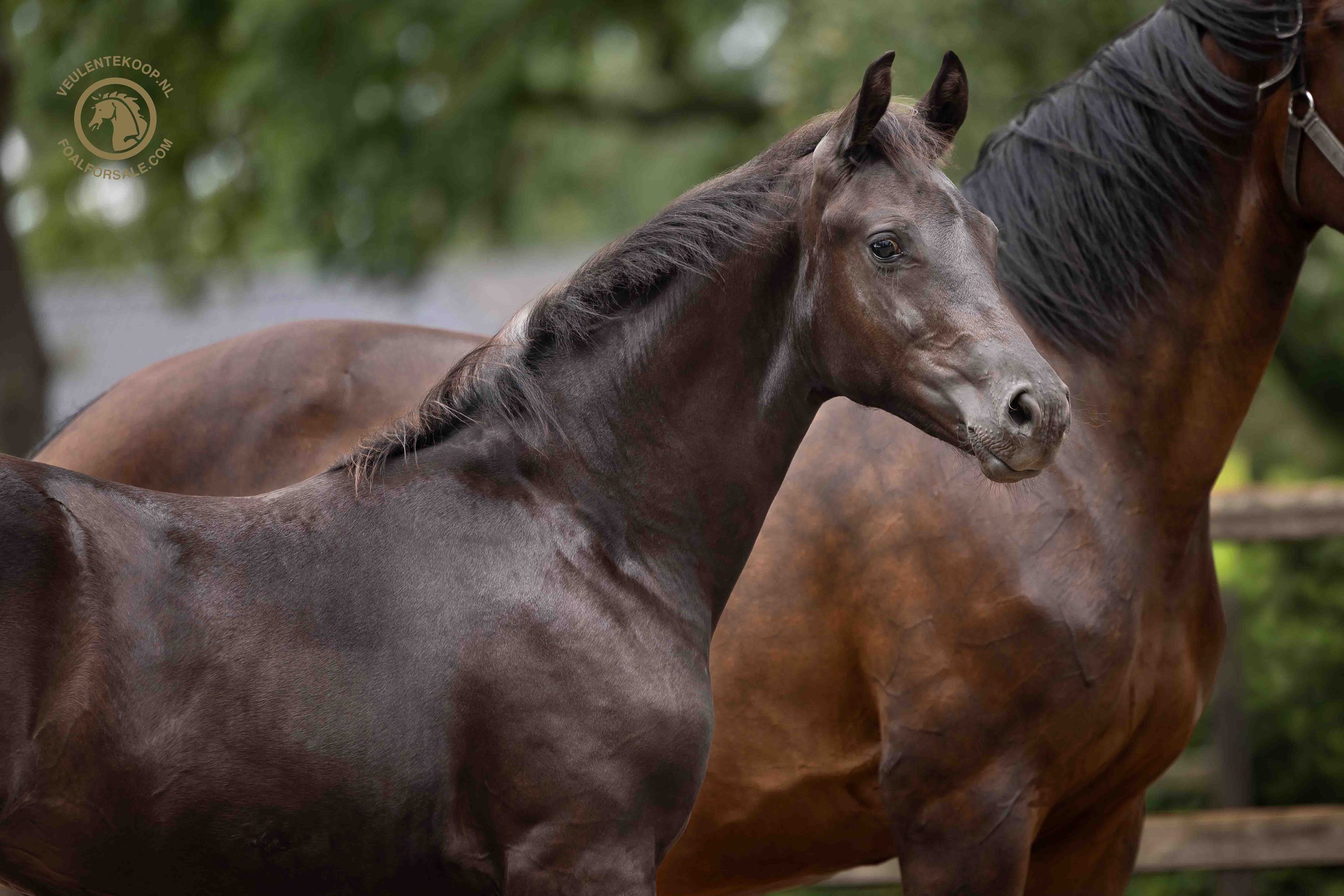 kwpn dressuurpaard hengst 0 jaar zwart te koop - Hoofdfoto