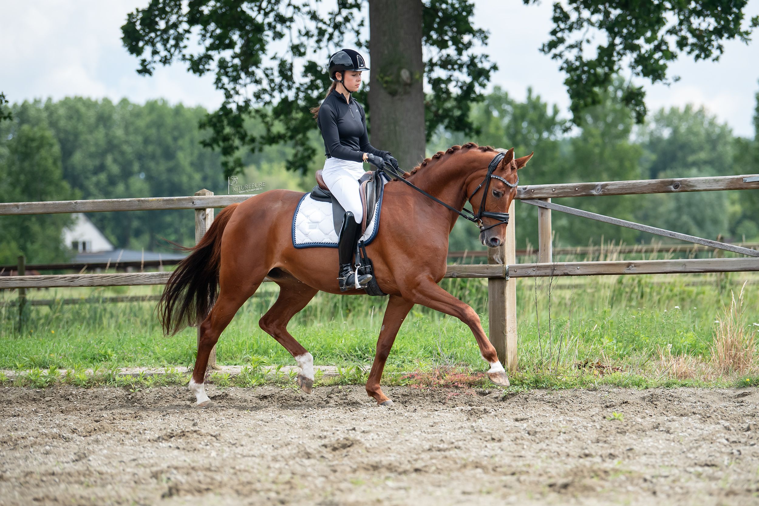 oldenburg dressuurpaard merrie 6 jaar vos te koop - Foto 5