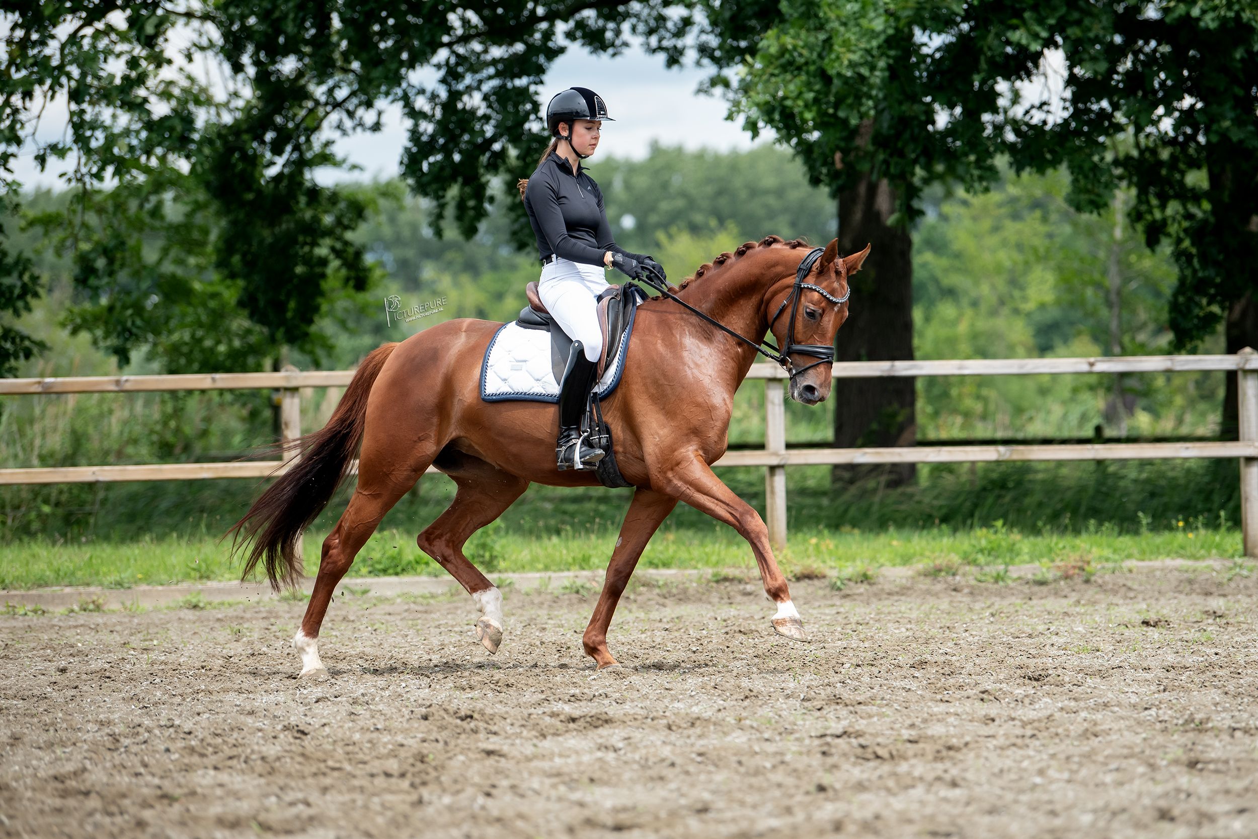 oldenburg dressuurpaard merrie 6 jaar vos te koop - Foto 6