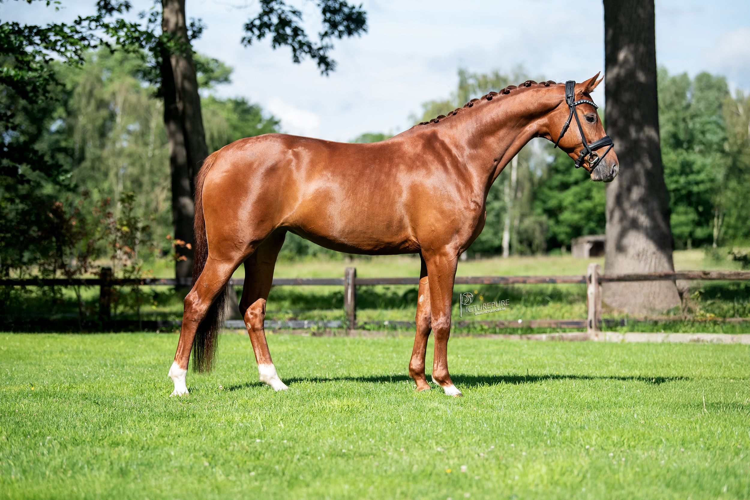 oldenburg dressuurpaard merrie 6 jaar vos te koop - Foto 2