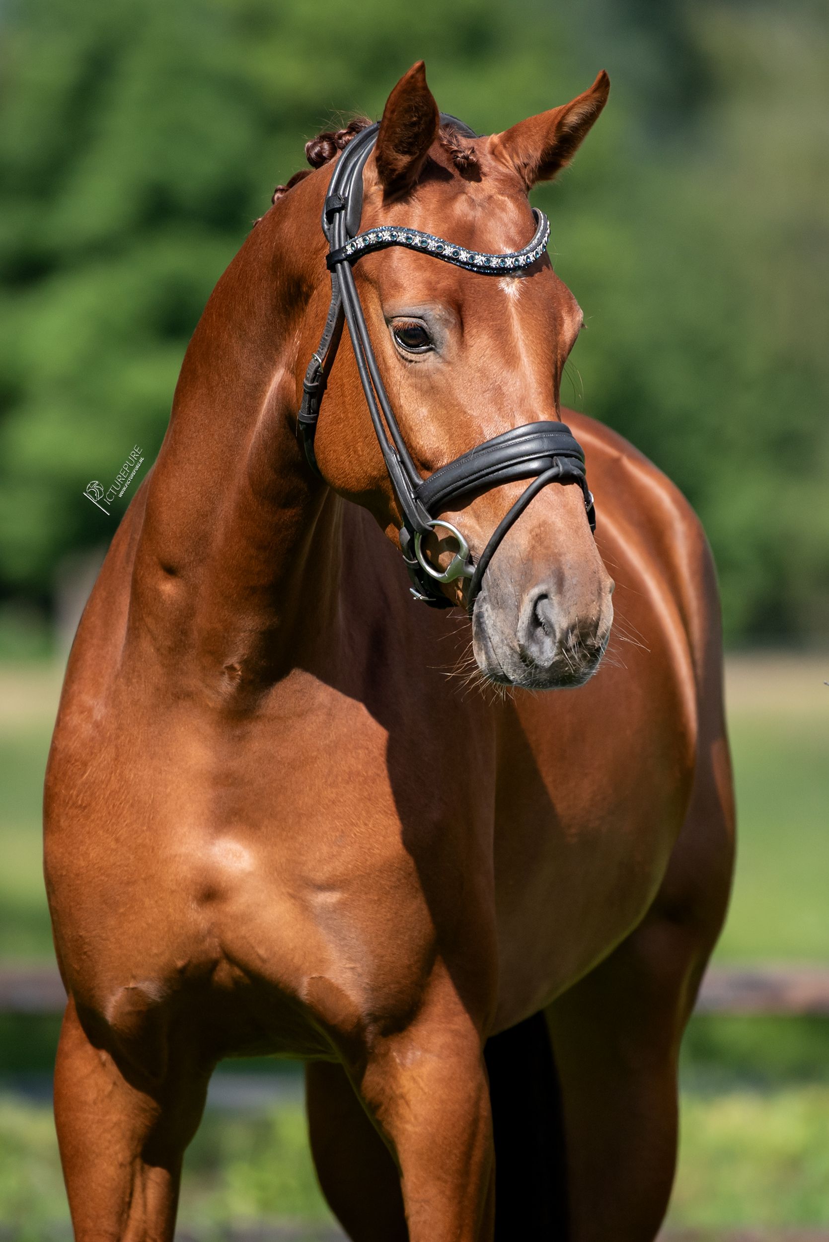 oldenburg dressuurpaard merrie 6 jaar vos te koop - Foto 3