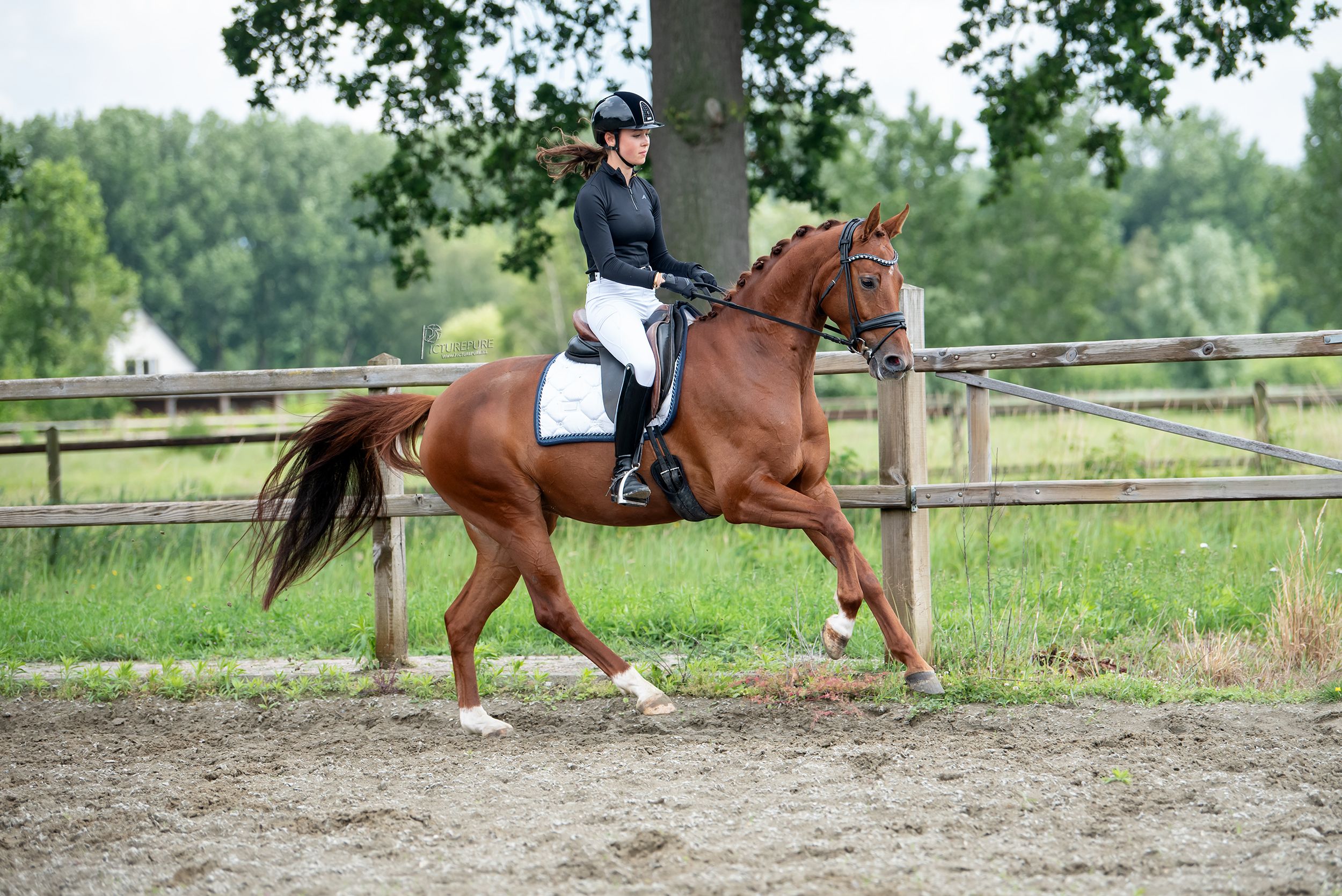 oldenburg dressuurpaard merrie 6 jaar vos te koop - Foto 4