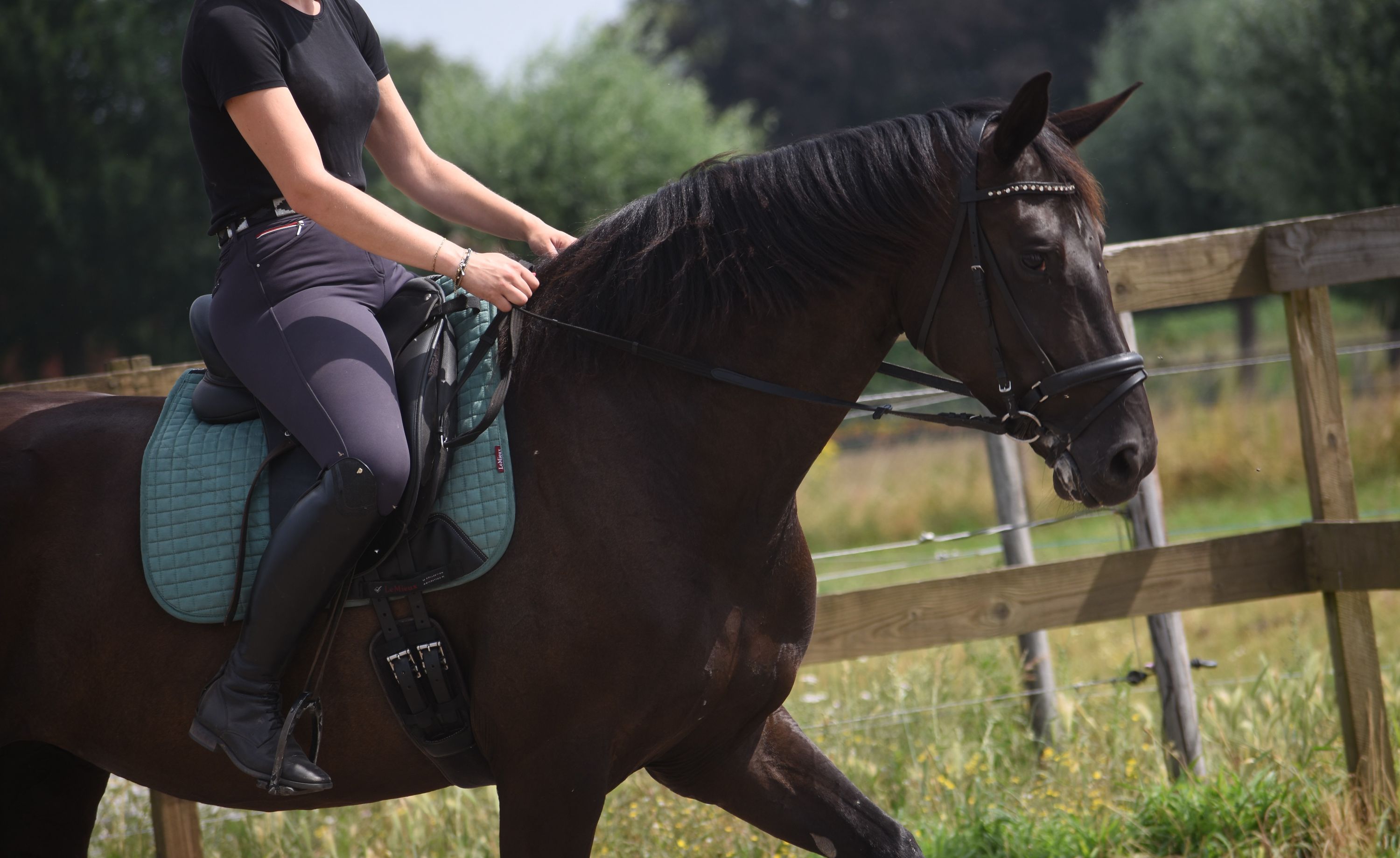 kwpn dressuurpaard merrie 4 岁 zwart 出售 - 照片 3