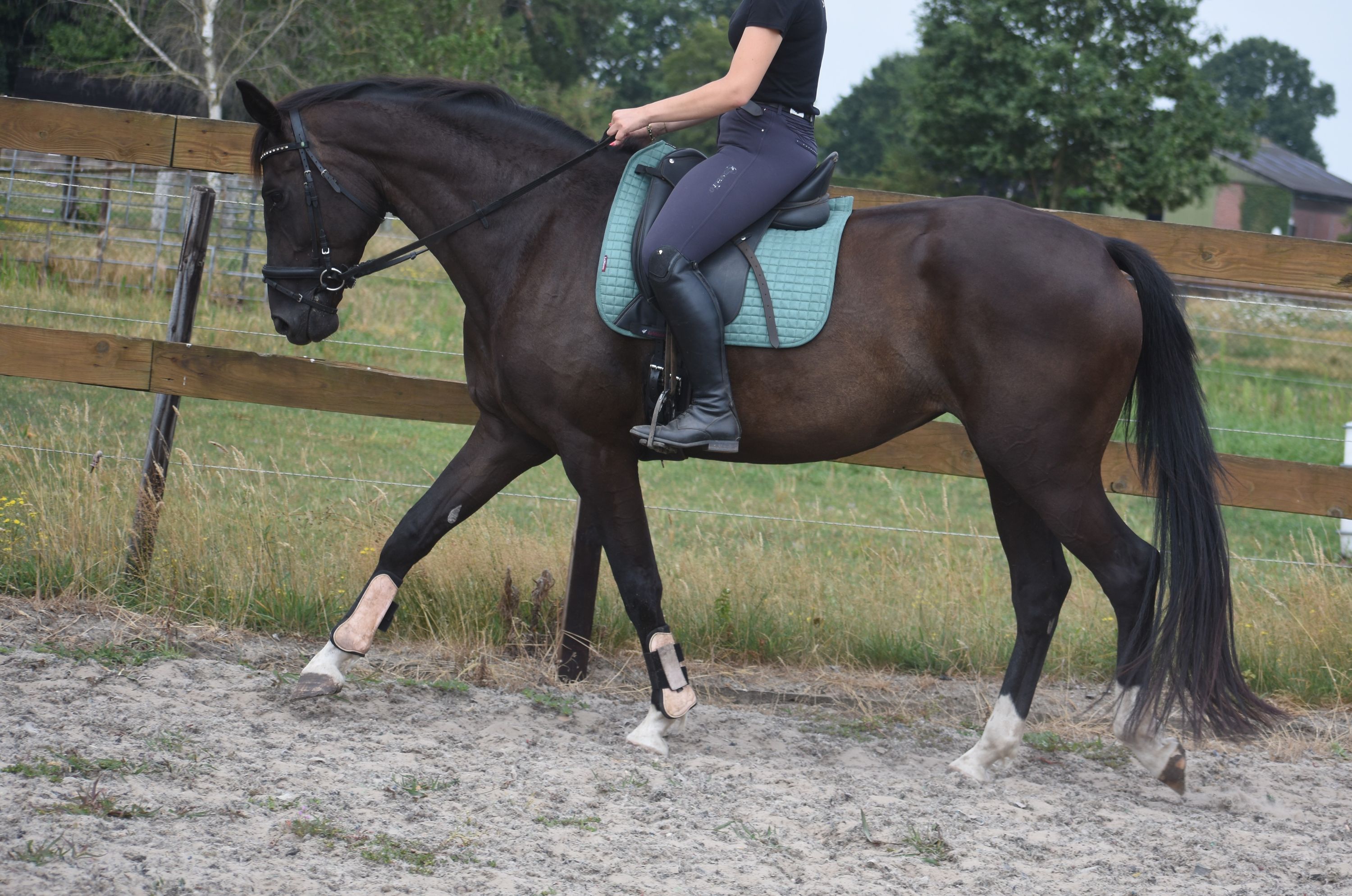 kwpn dressuurpaard merrie 4 岁 zwart 出售 - 照片 6
