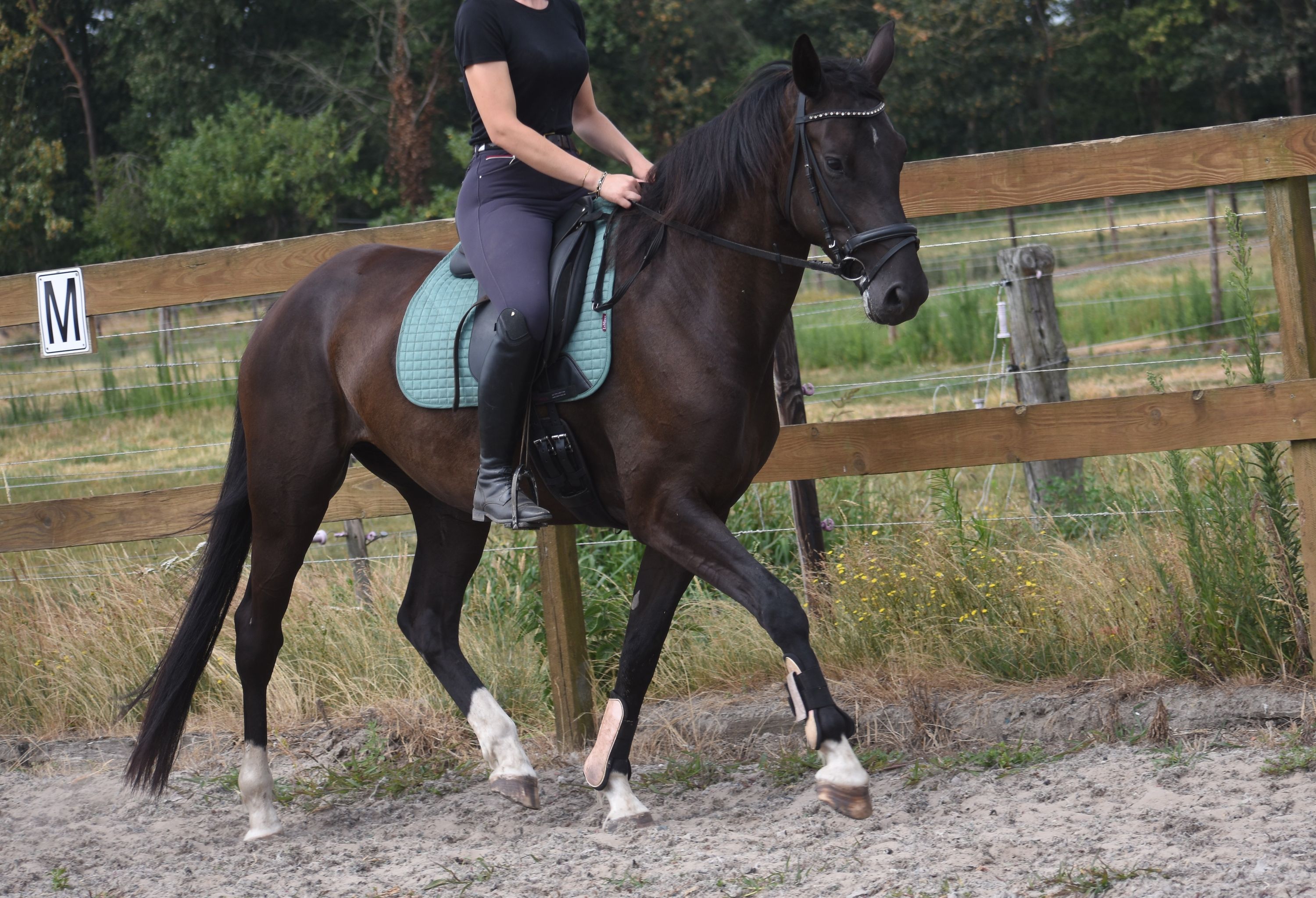 kwpn dressuurpaard merrie 4 岁 zwart 出售 - 照片 2
