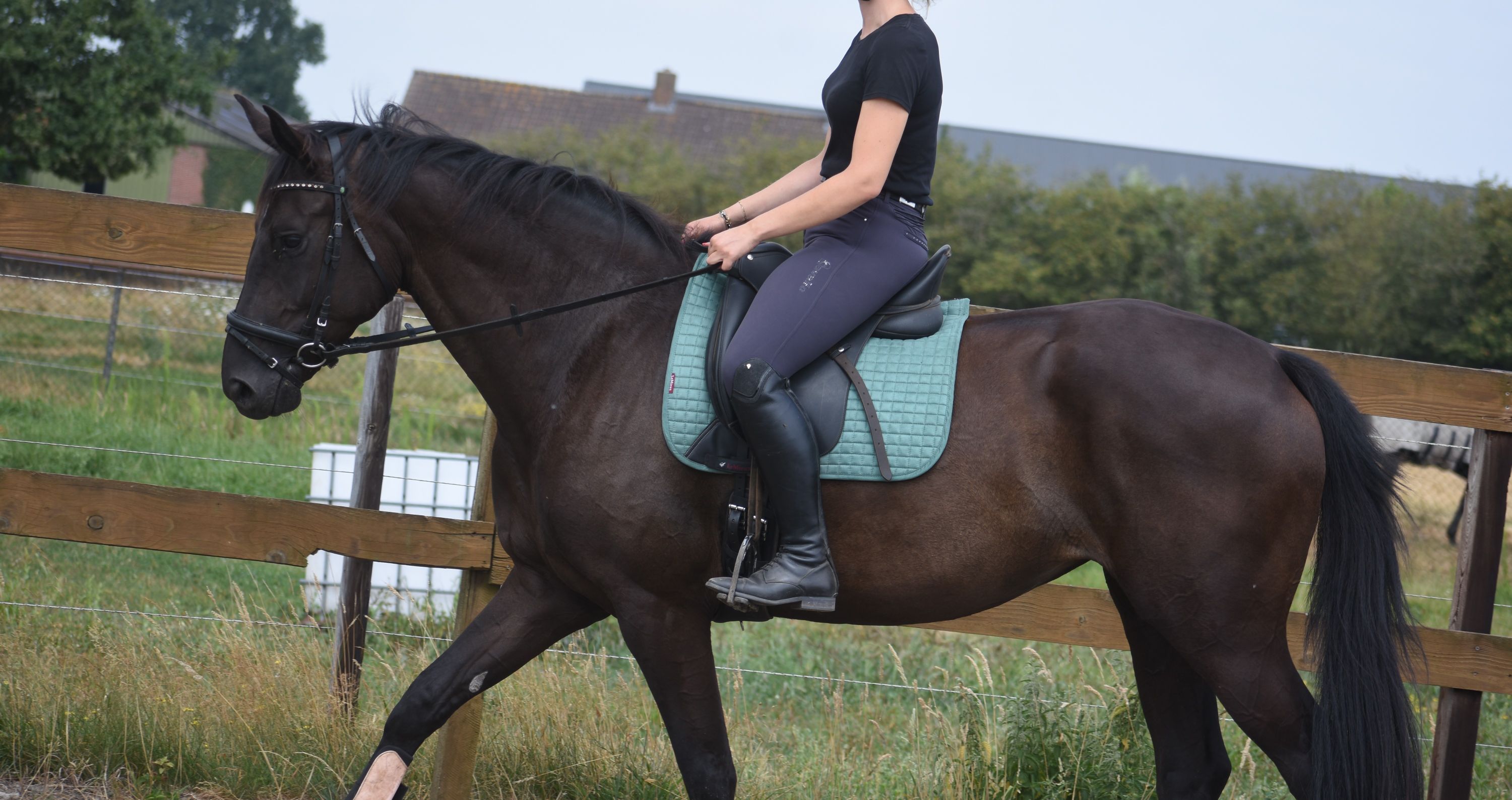 kwpn dressuurpaard merrie 4 岁 zwart 出售 - 照片 5