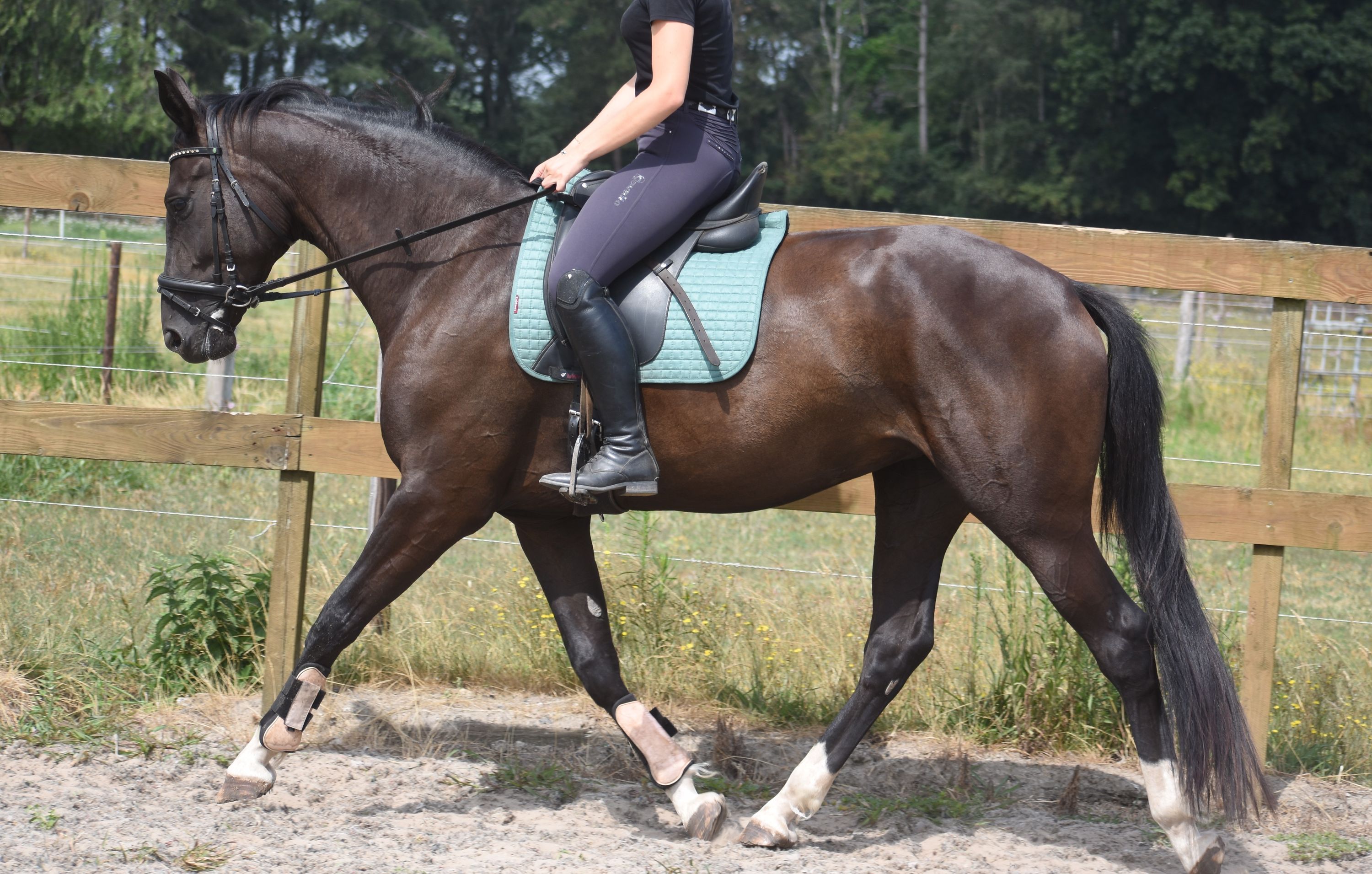 kwpn dressuurpaard merrie 4 岁 zwart 出售 - 照片 4