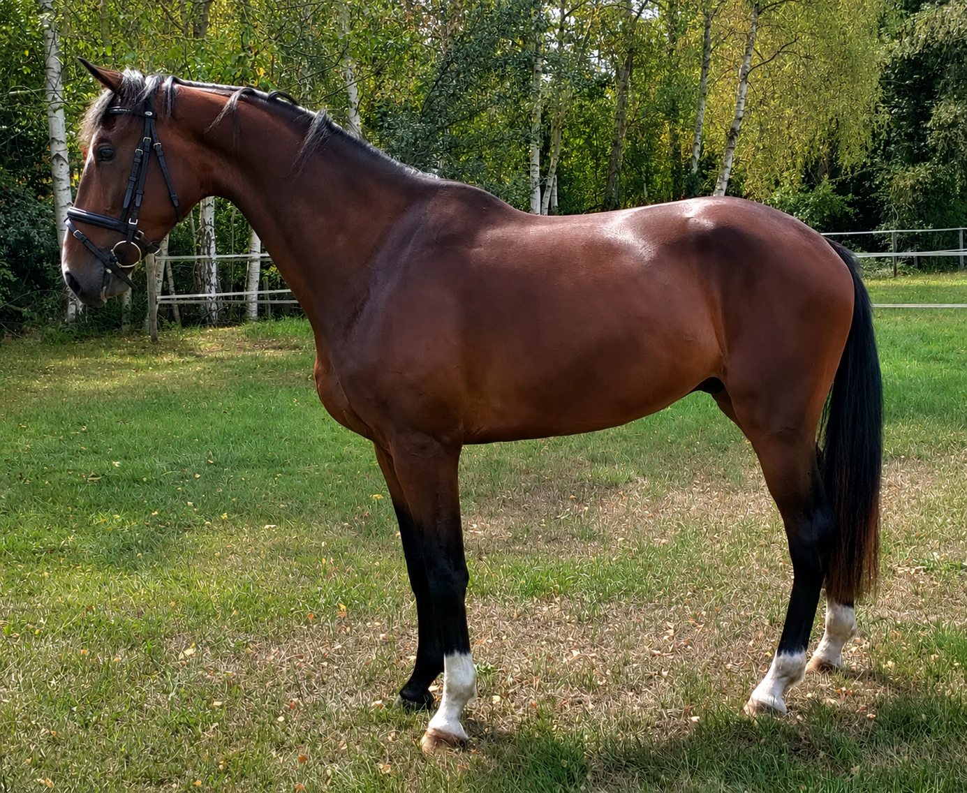 Talented 3-year-old gelding