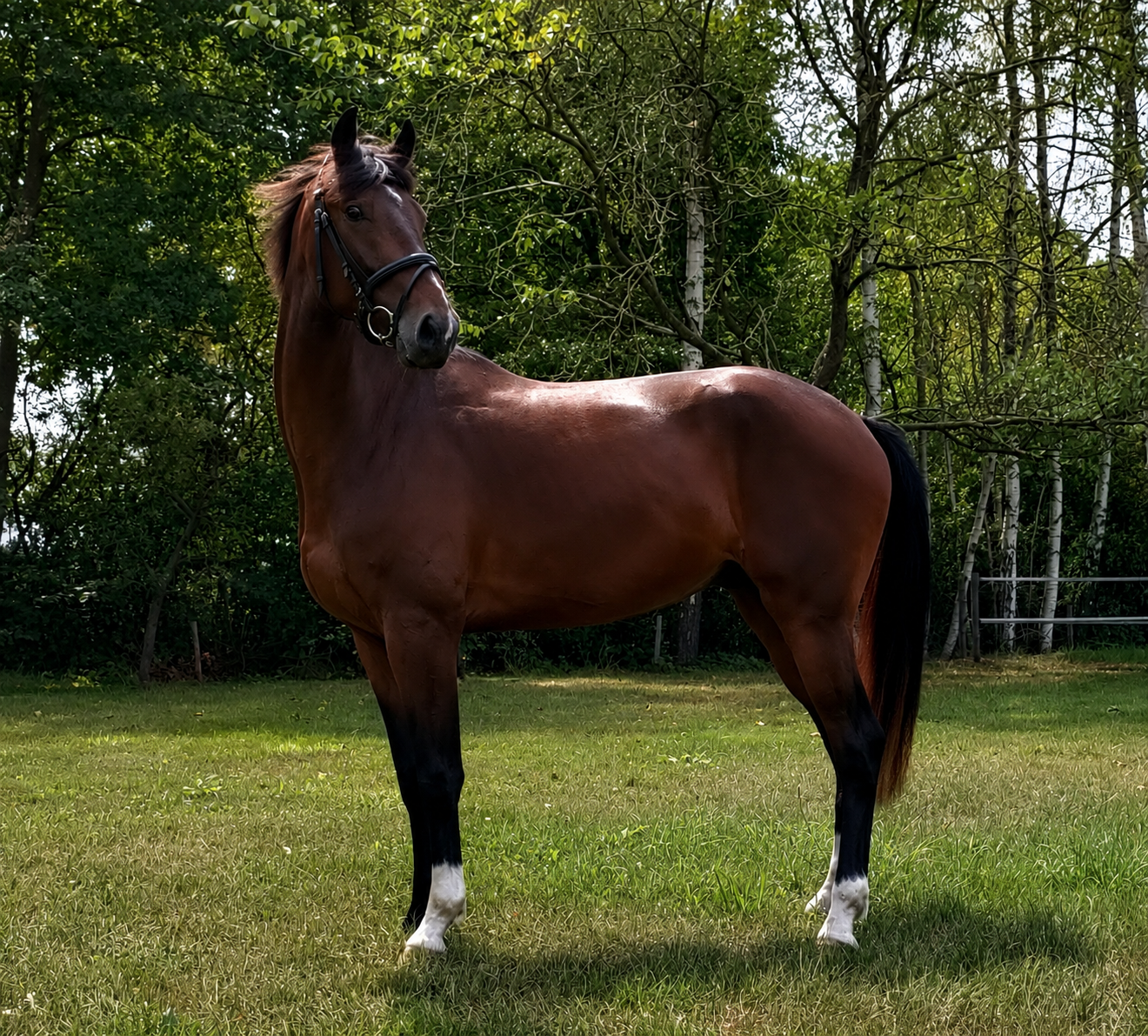 kwpn dressuurpaard ruin 3 år bruin till salu - Foto 2