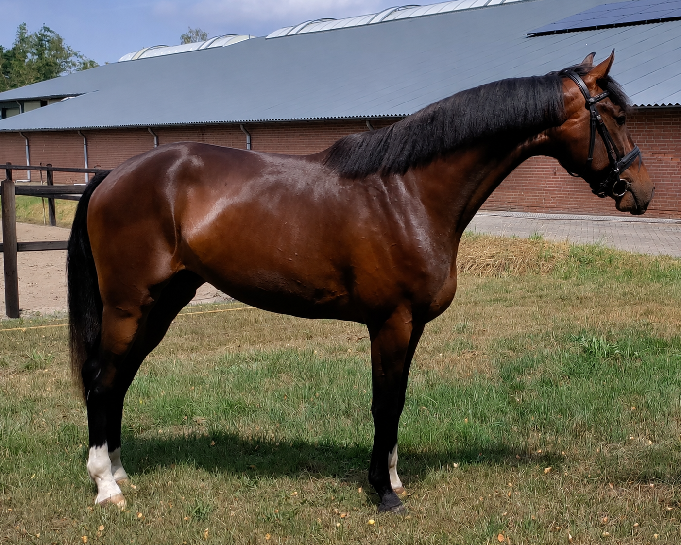 kwpn dressuurpaard ruin 3 år bruin till salu - Foto 3