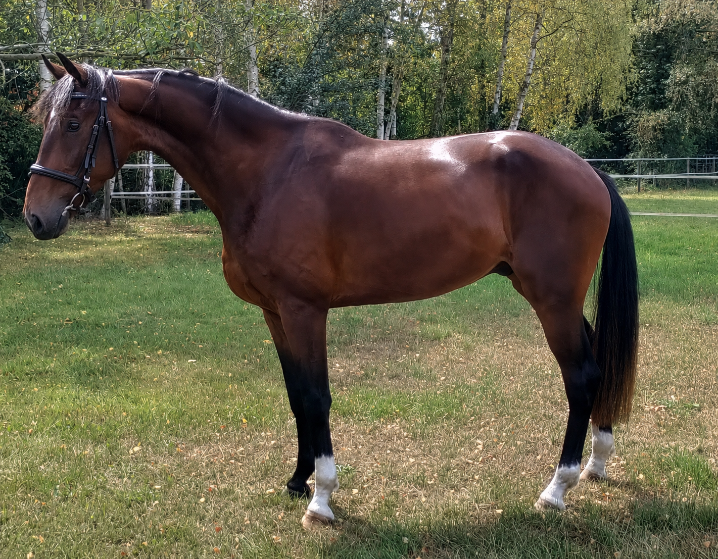 kwpn dressuurpaard ruin 3 år bruin till salu - Foto 4