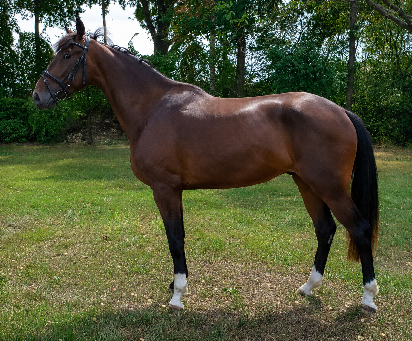 kwpn dressuurpaard ruin 3 år bruin till salu - Foto 5