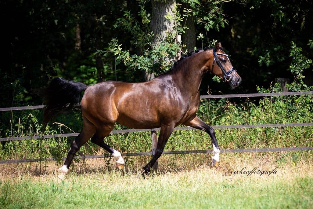 welsh allround-pony merrie 4 jaar donkerbruin te koop - Foto 3
