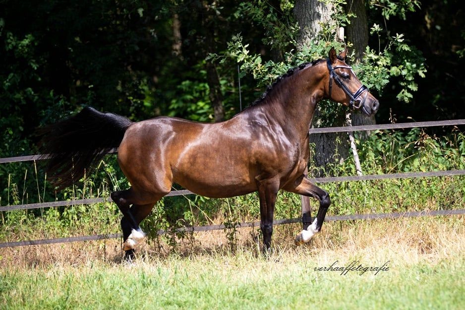 welsh allround-pony merrie 4 jaar donkerbruin te koop - Foto 4