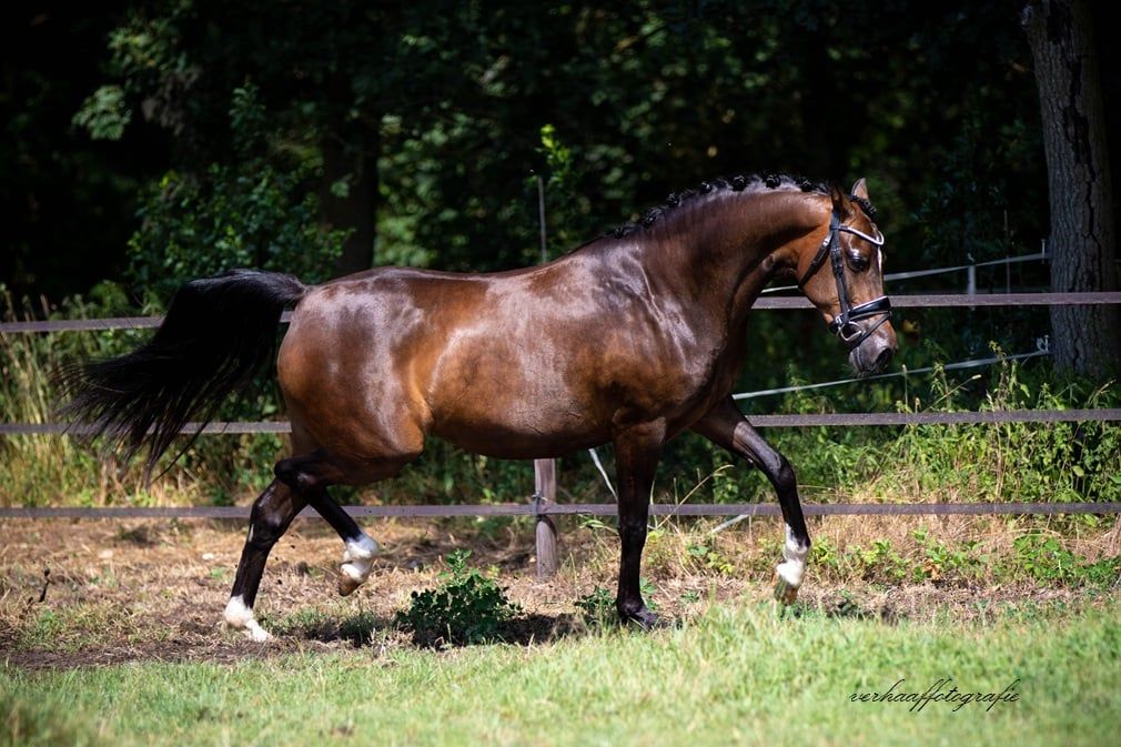 welsh allround-pony merrie 4 jaar donkerbruin te koop - Foto 5
