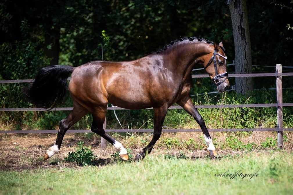 welsh allround-pony merrie 4 jaar donkerbruin te koop - Foto 2