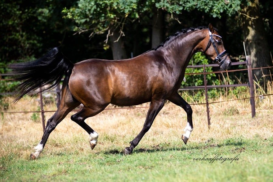 welsh allround-pony merrie 4 jaar donkerbruin te koop - Foto 6