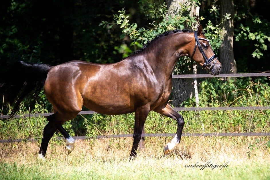 Chique Welsh Nwr merrie 145cm
