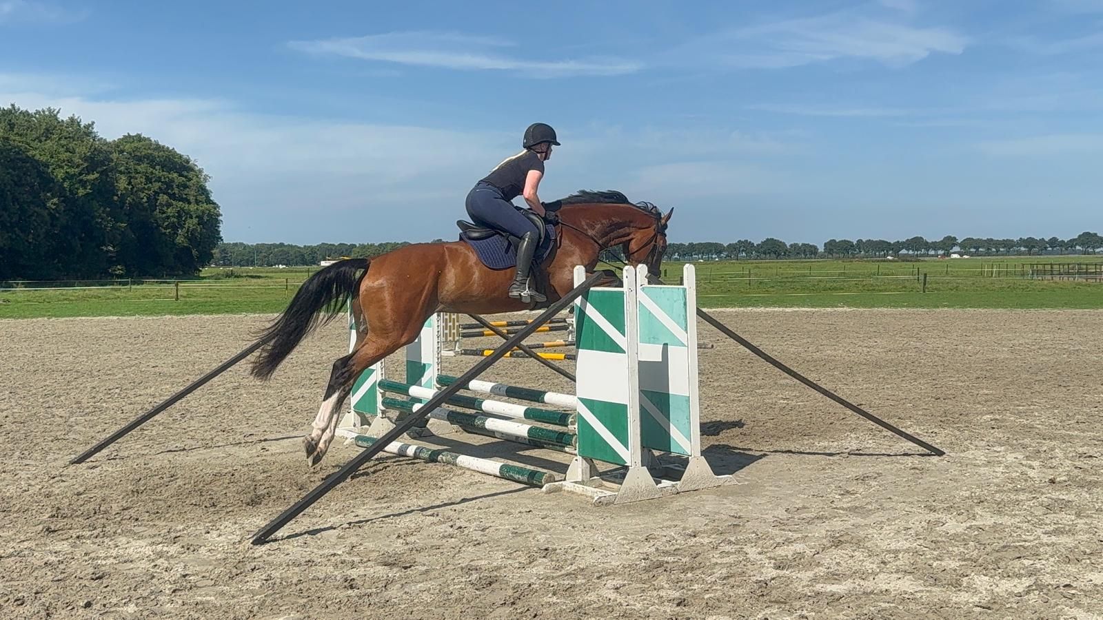 kwpn springpaard ruin 5 jaar bruin te koop - Foto 2