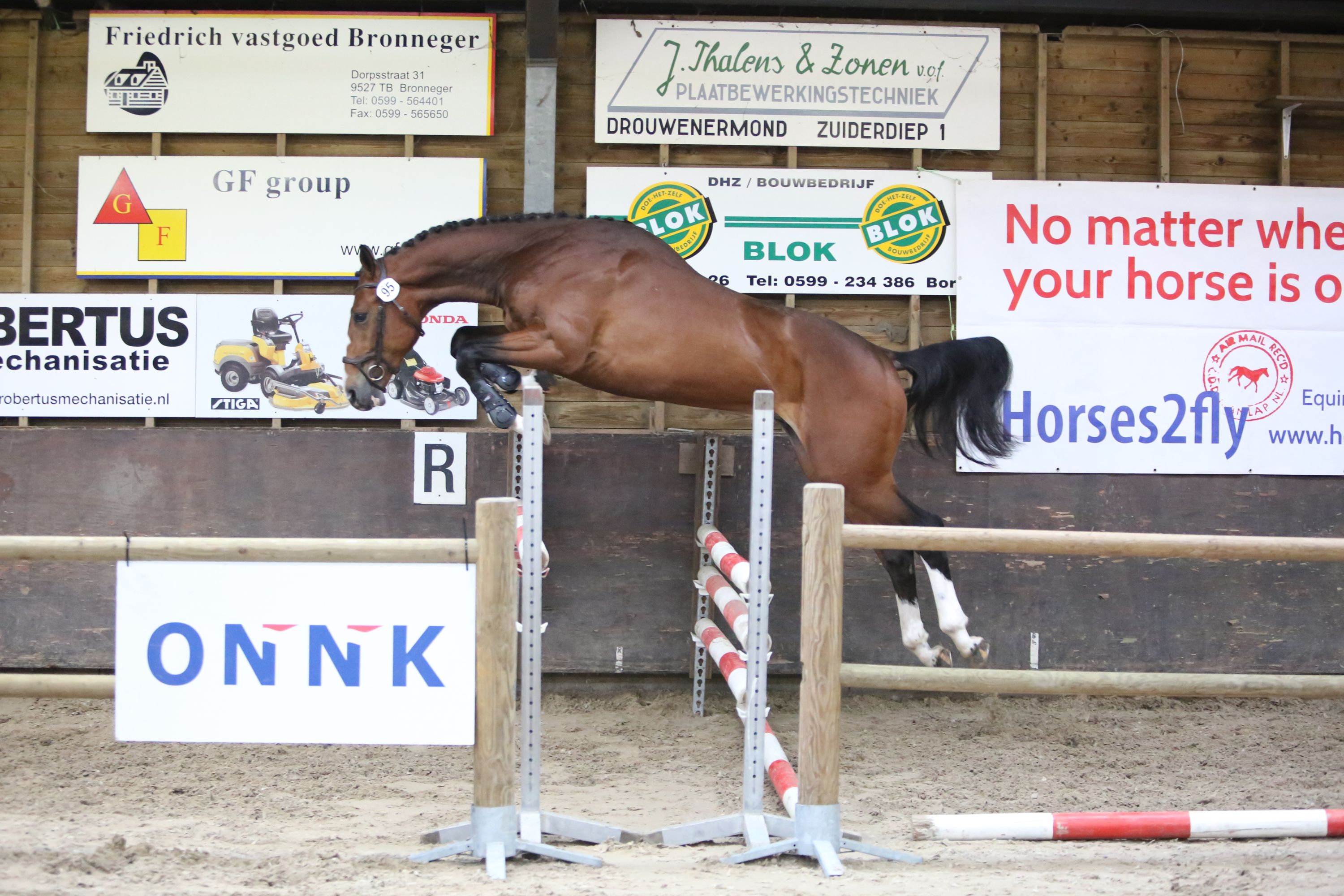 Veelbelovende 5-jarige ruin – Rangers Cadans (Grand Slam x Baltic)