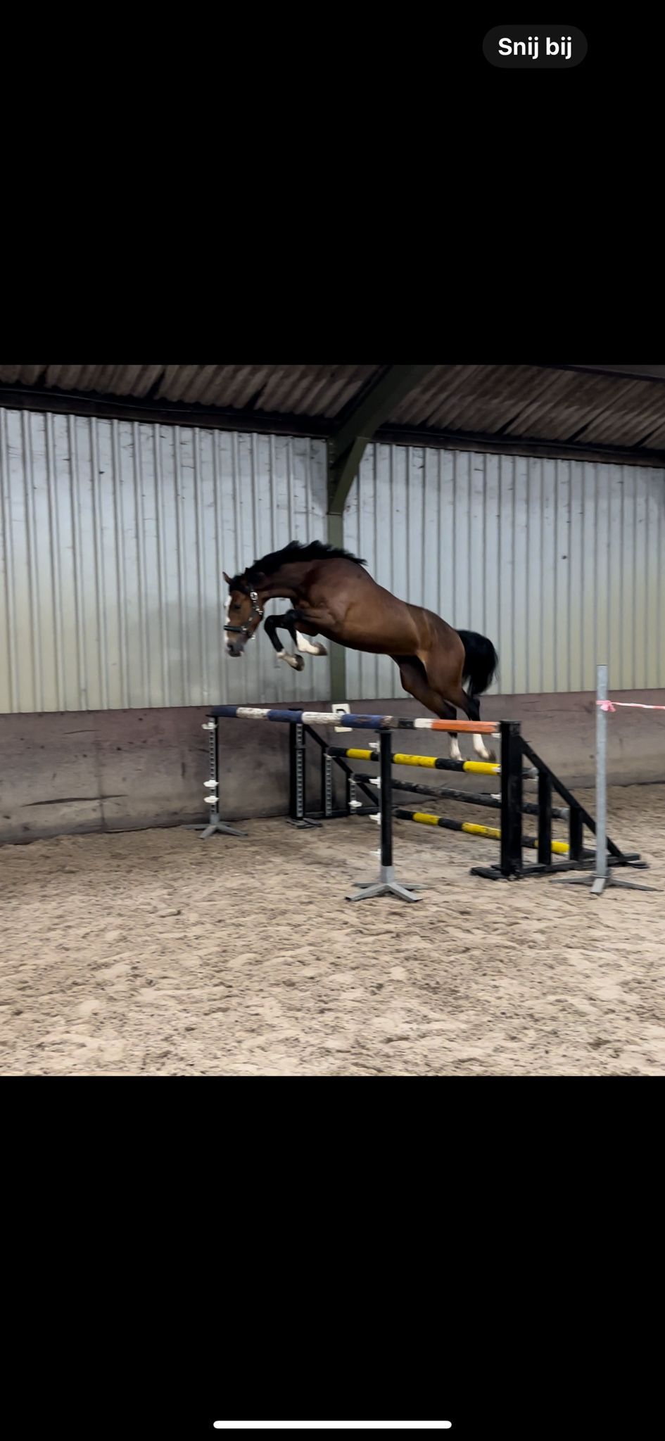 kwpn springpaard ruin 5 jaar bruin te koop - Foto 3