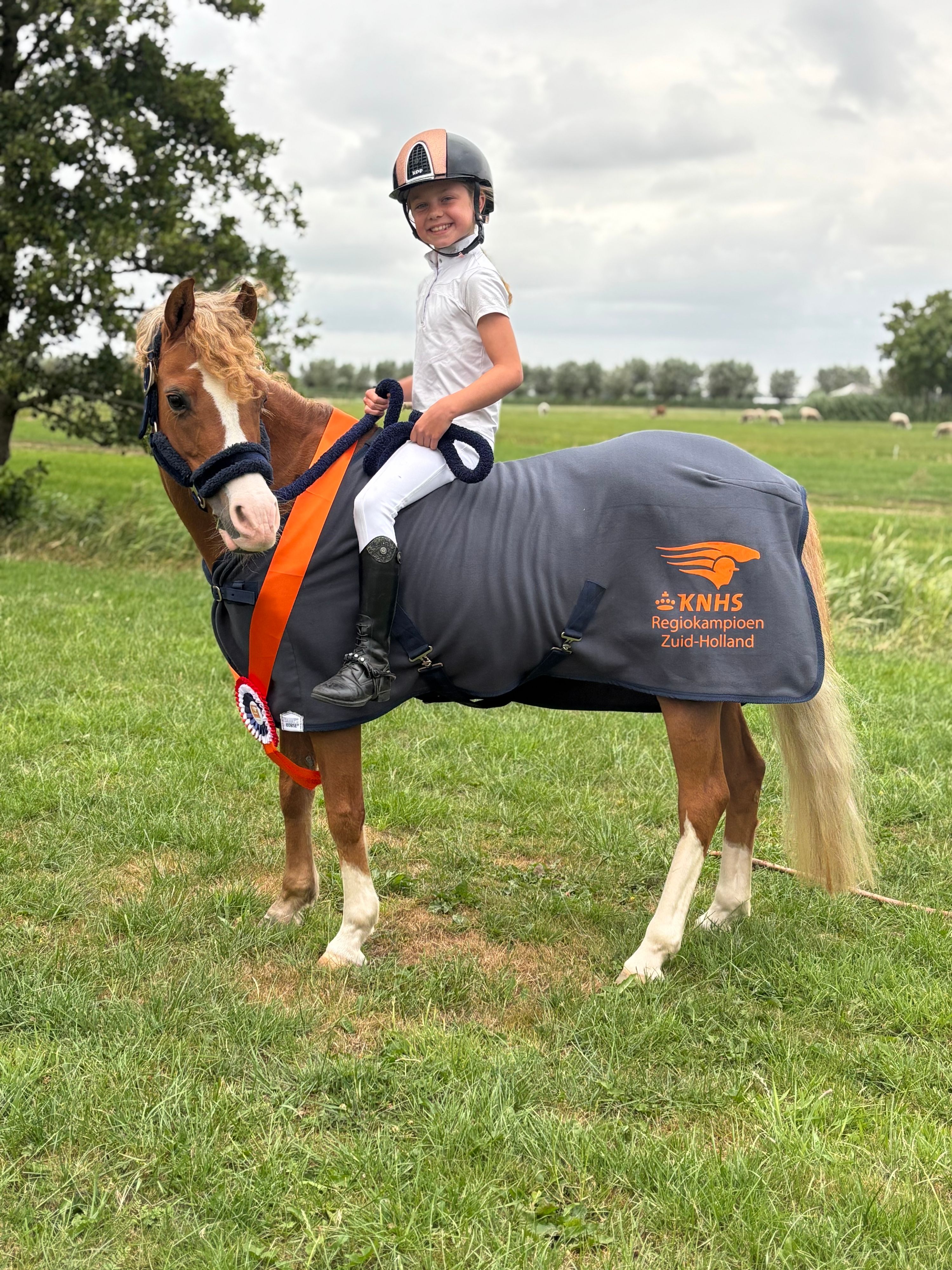welsh dressuurpony merrie 17 jaar vos te koop - Foto 3