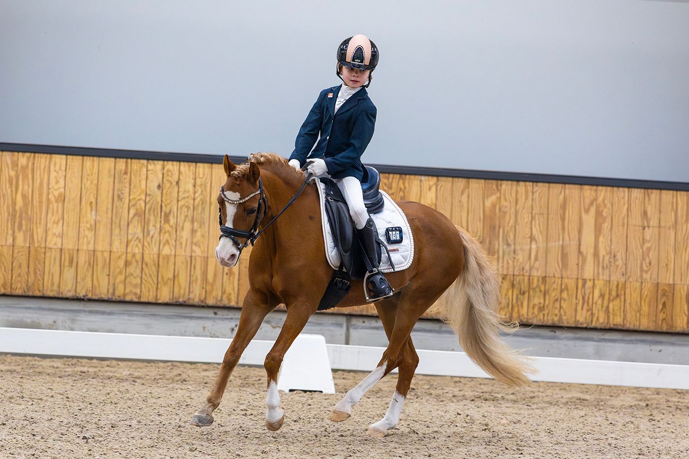 welsh dressuurpony merrie 17 jaar vos te koop - Foto 2