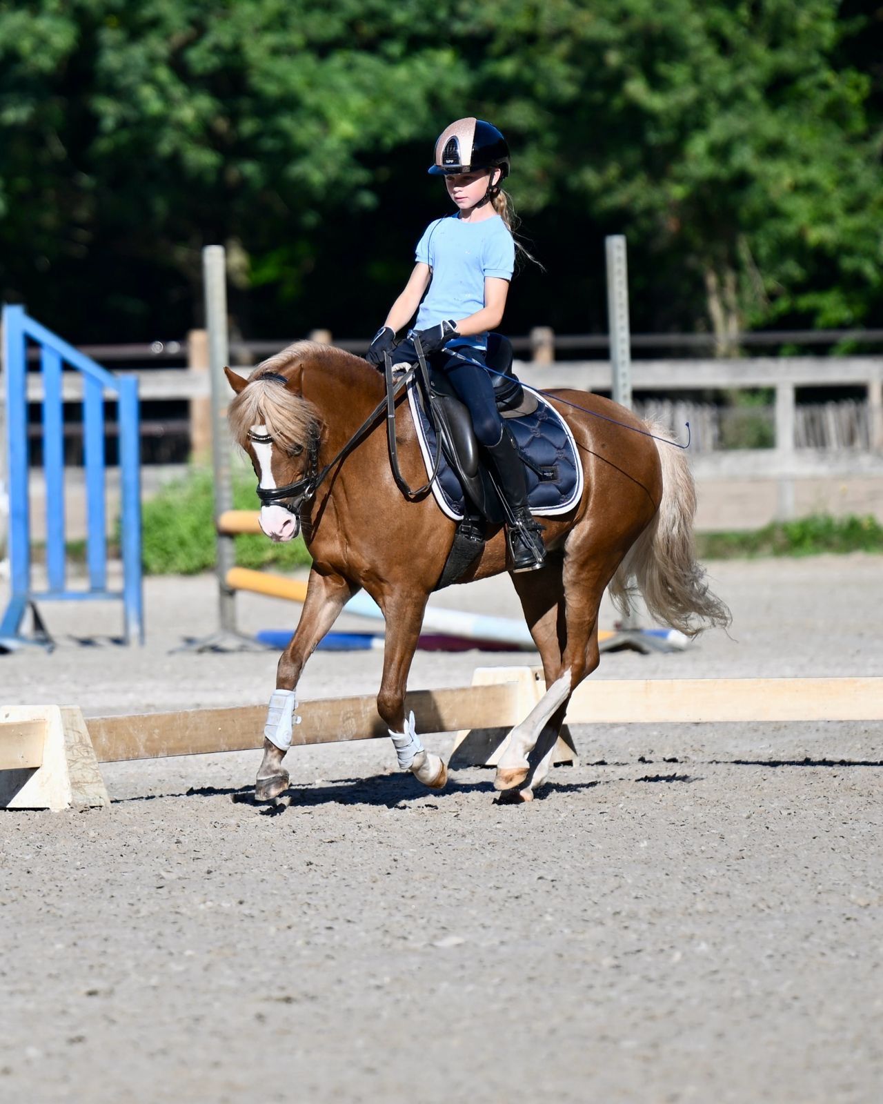 welsh dressuurpony merrie 17 jaar vos te koop - Foto 6