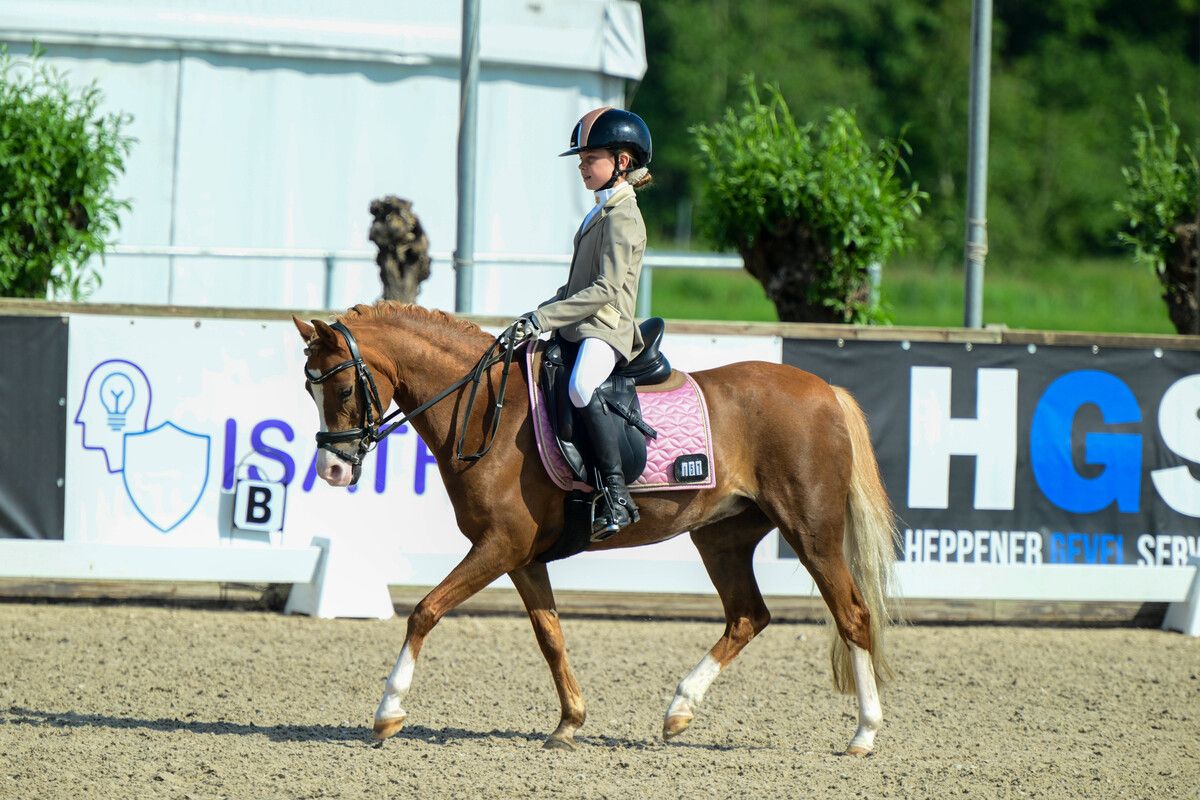 welsh dressuurpony merrie 17 jaar vos te koop - Foto 4
