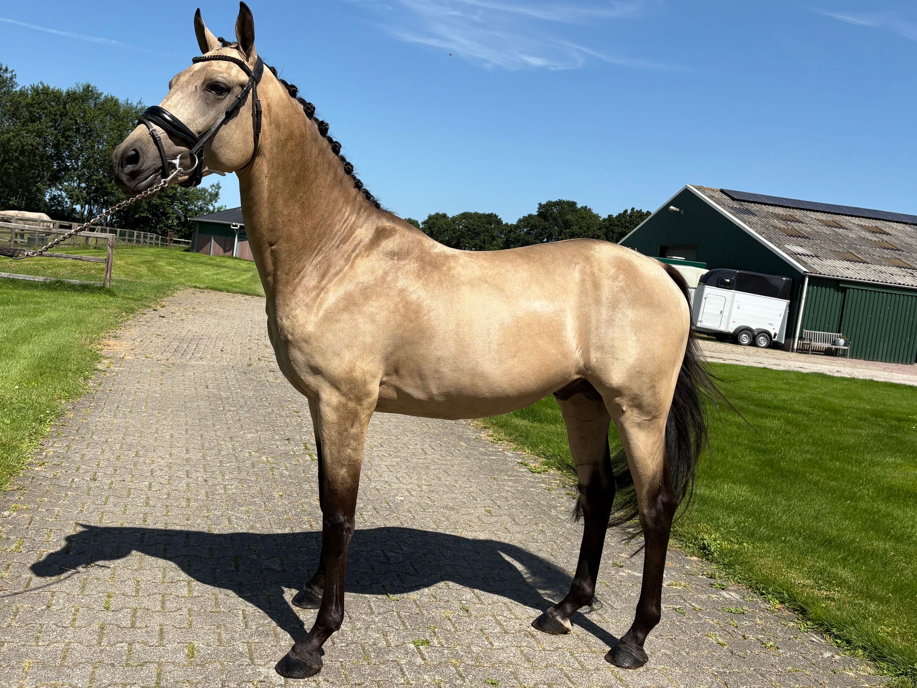 ander allrounder hengst 5 jaar andere-kleur te koop - Foto 3