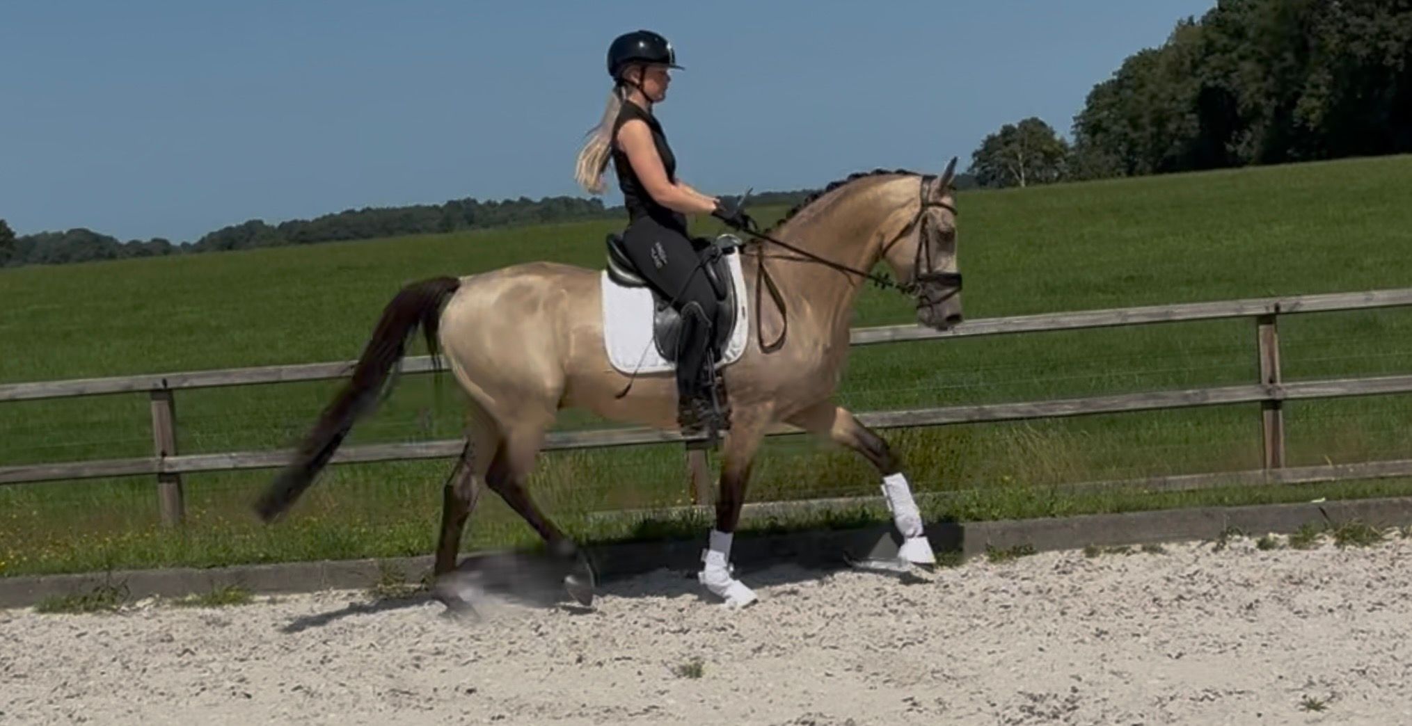 ander allrounder hengst 5 jaar andere-kleur te koop - Foto 6