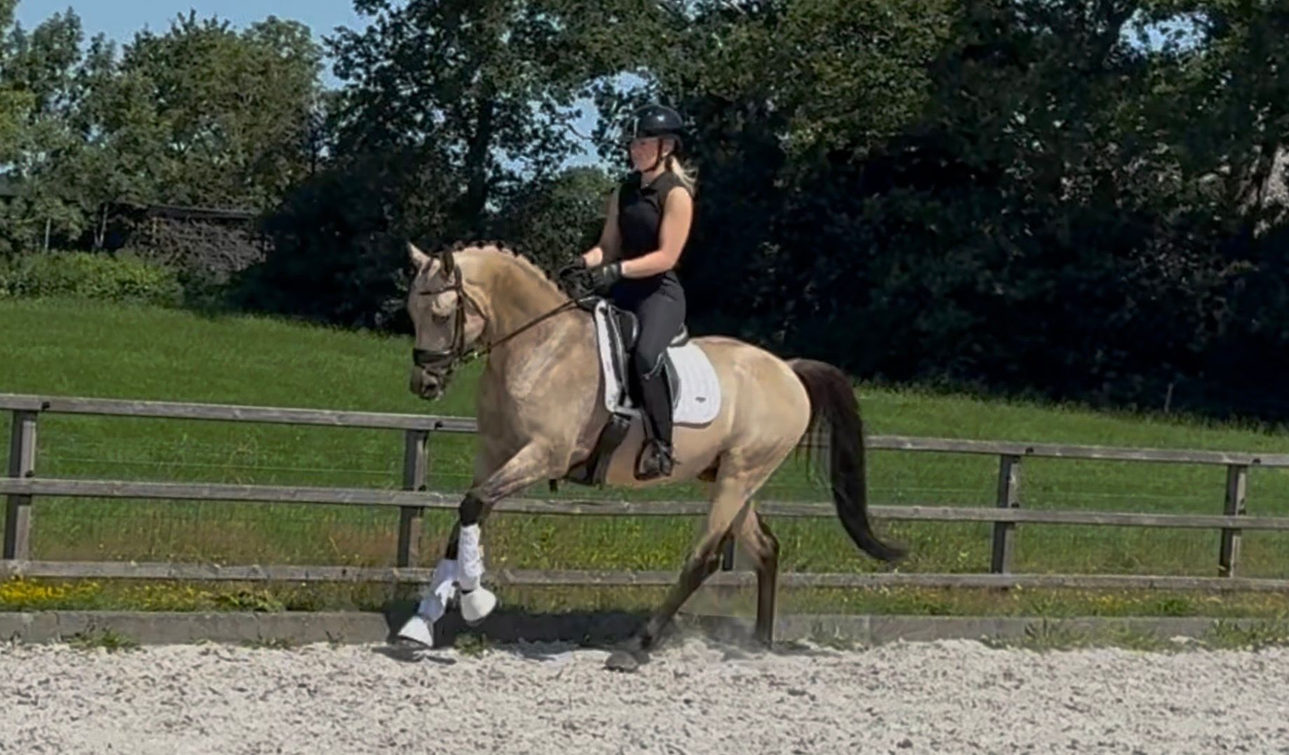 ander allrounder hengst 5 jaar andere-kleur te koop - Foto 4